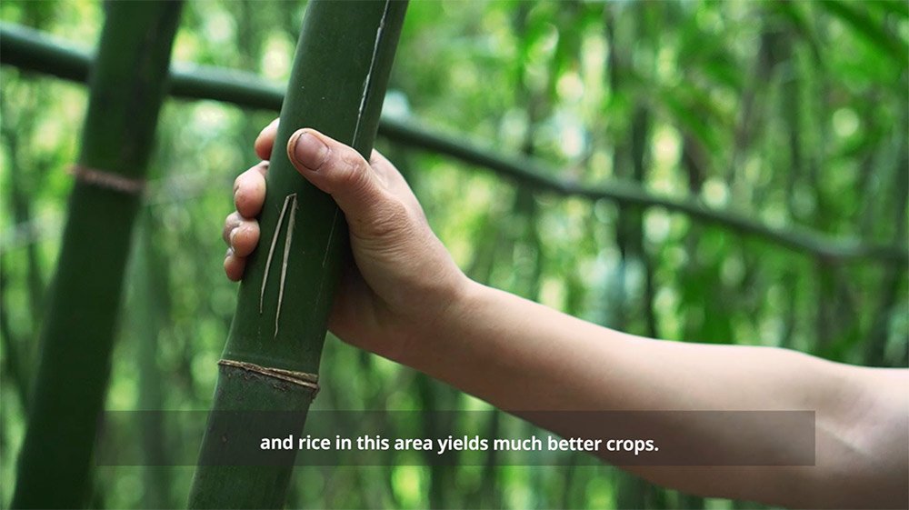 wetouch-how-bamboo-builds-resilience-in-my-life00008.jpg