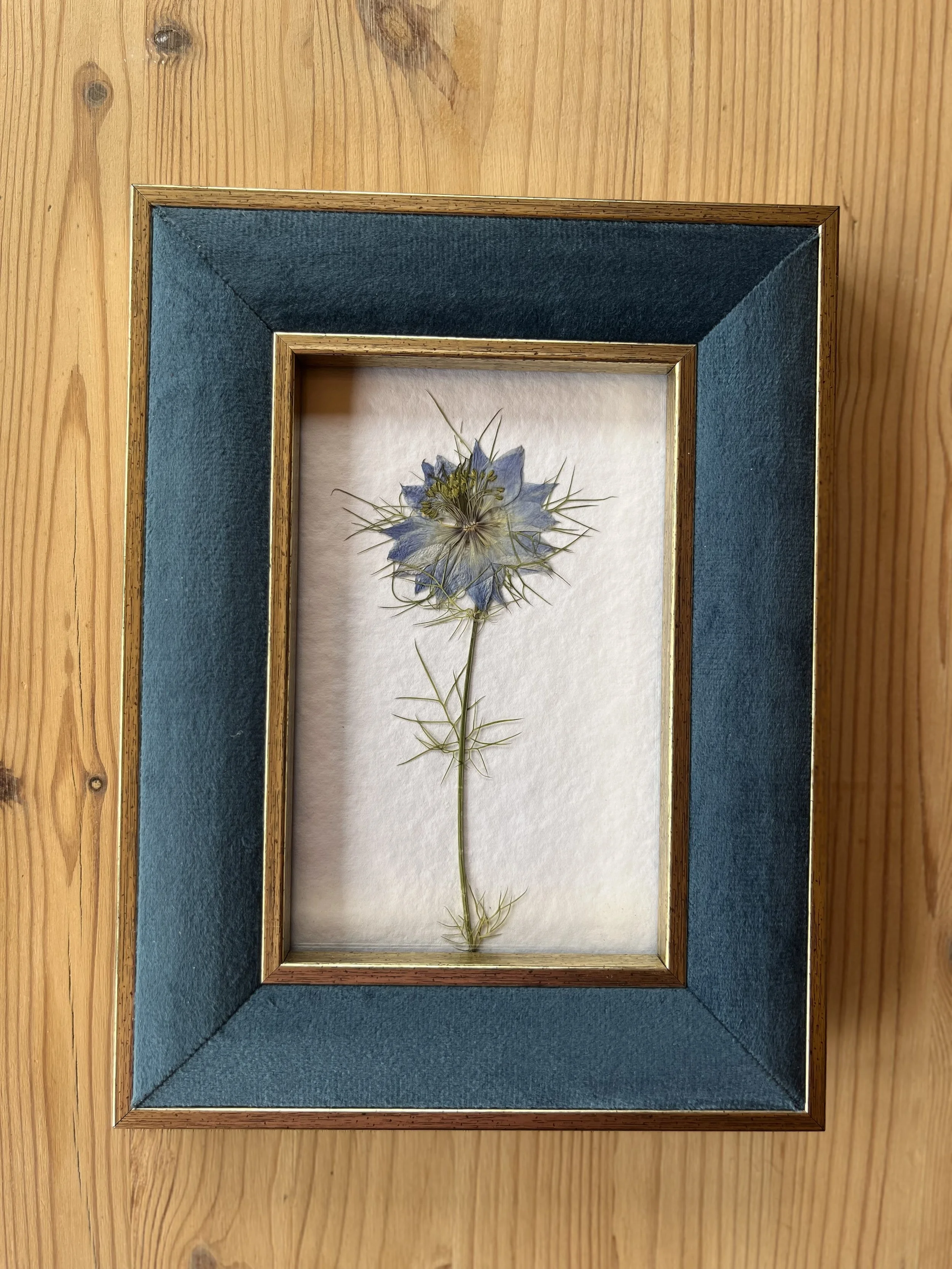 Vintage pressed flower frame - Nigella