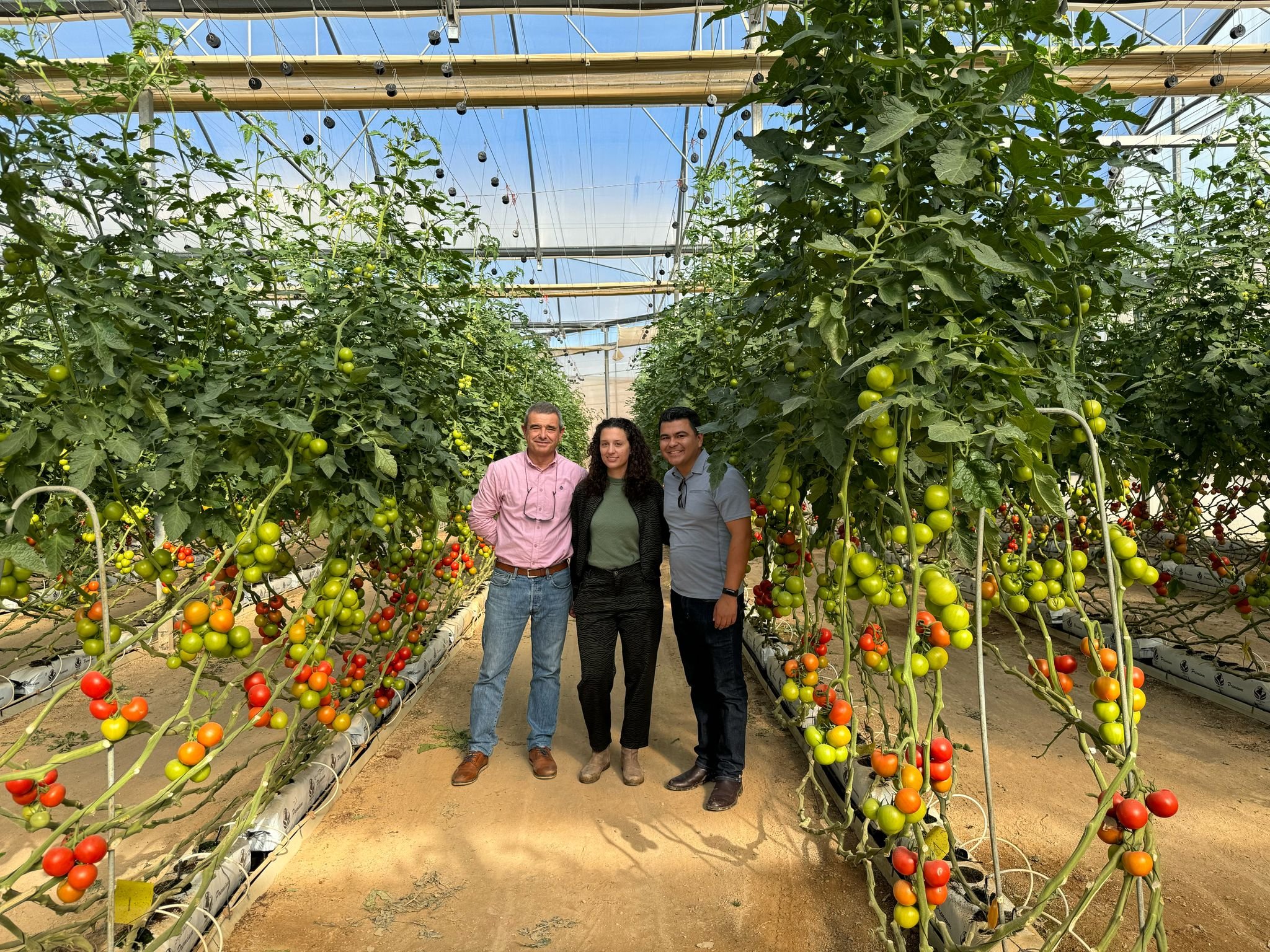 Three people standing in a greenhouse with tall tomato plants, showing red and green tomatoes.