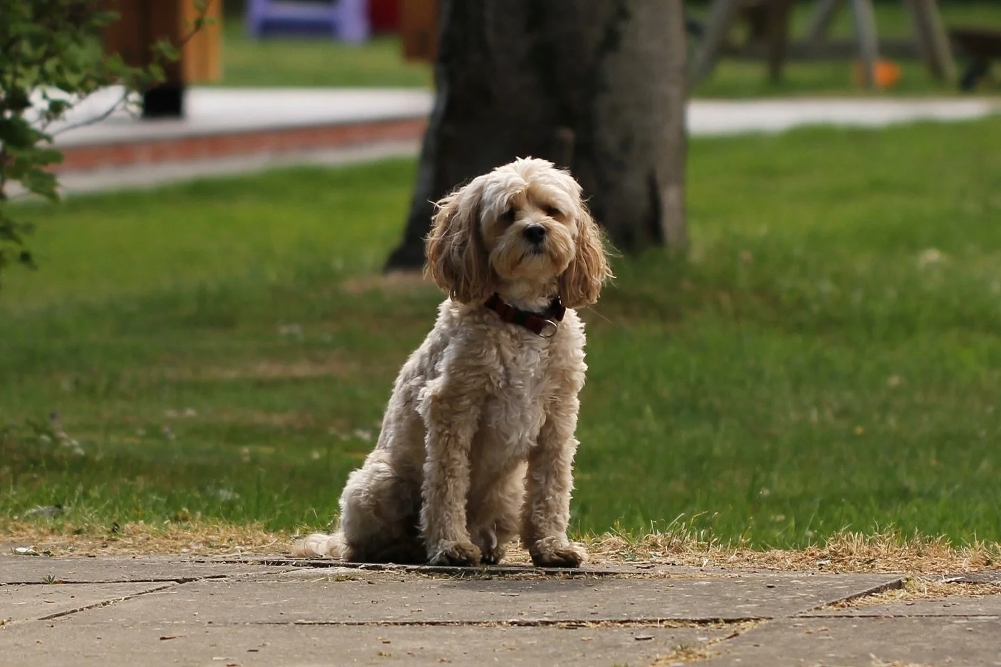 We&rsquo;ve been a tad quiet lately&hellip; Many of you visiting the workshop would have met this handsome chap over the years. Sadly, he lost his battle with his heart condition a couple of weeks ago. 

The workshop definitely feels empty without hi