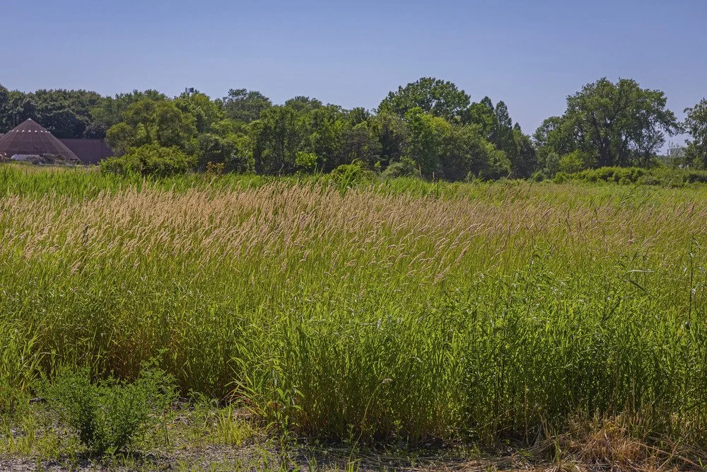 Open field of tall grass with trees and a red-roofed building in the background, under a clear blue sky.