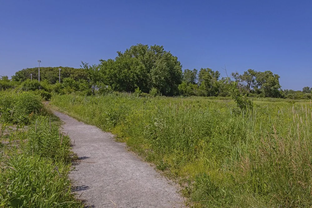A winding dirt path in a grassy field with tall green plants, leading to a cluster of trees under a clear blue sky.