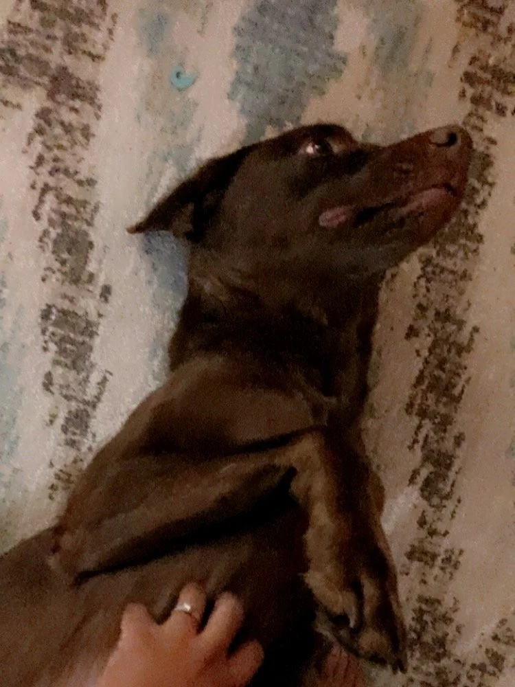 A brown dog lying on its back on a patterned rug, with a hand gently petting its belly.