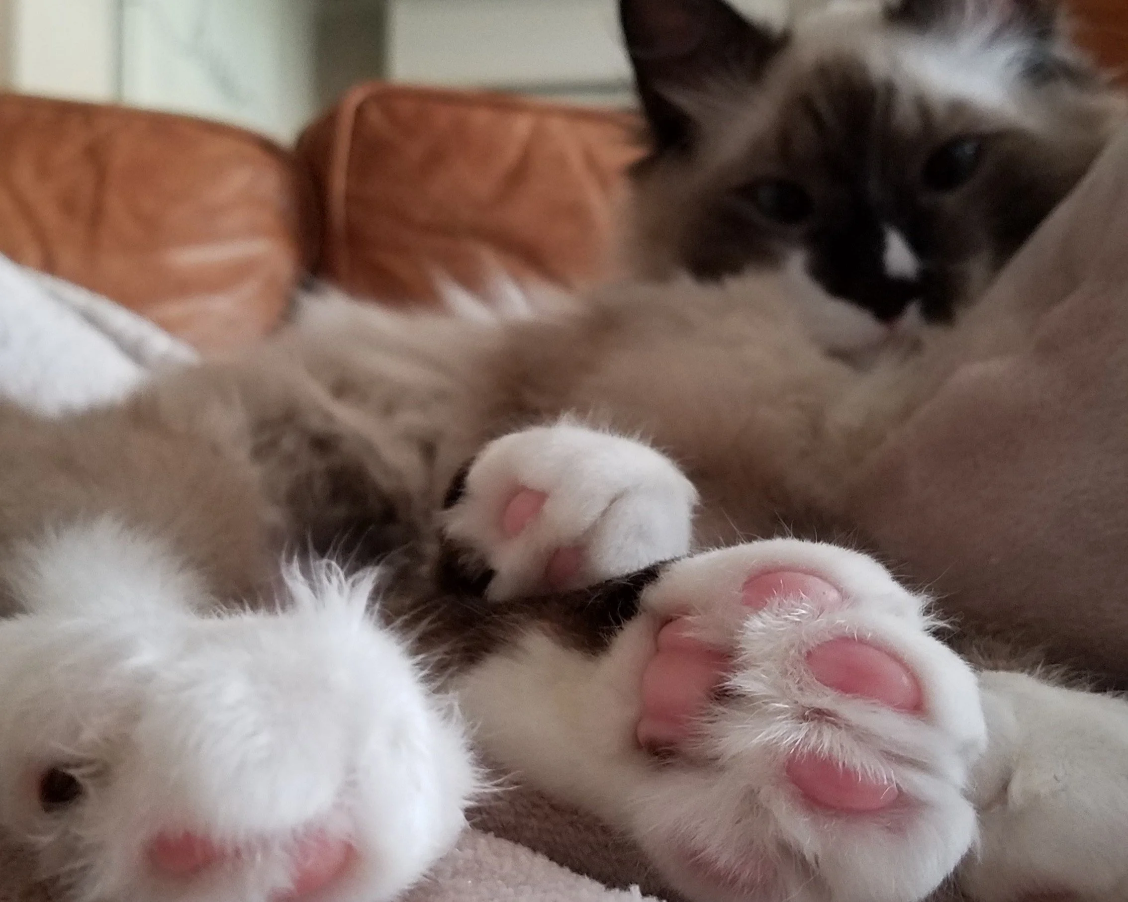 All Things Cats!