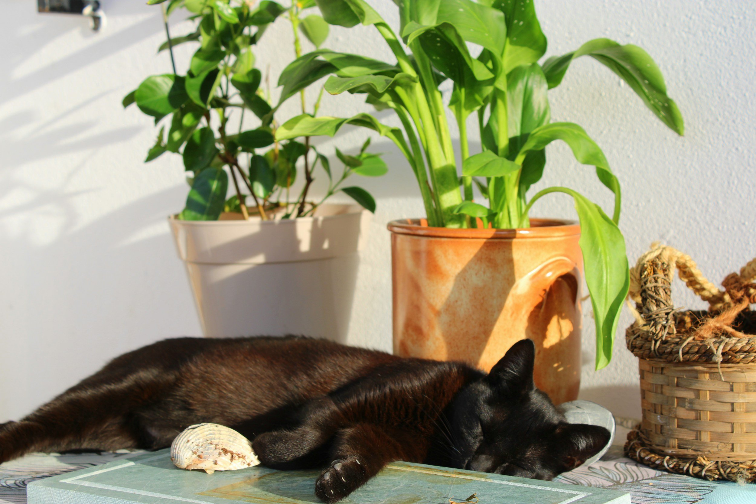 5 Places to Buy House Plants