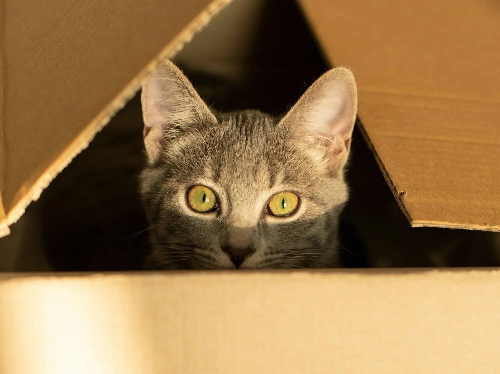 Get Free Moving Boxes in Bellingham