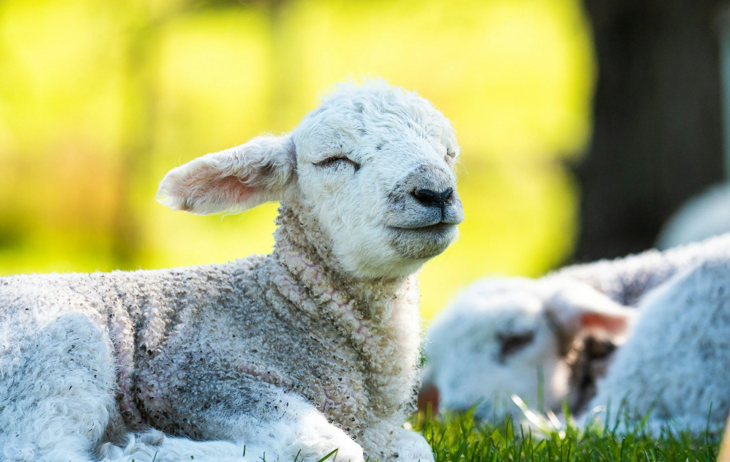 Sheep Lawn Mowers with Lambscaping