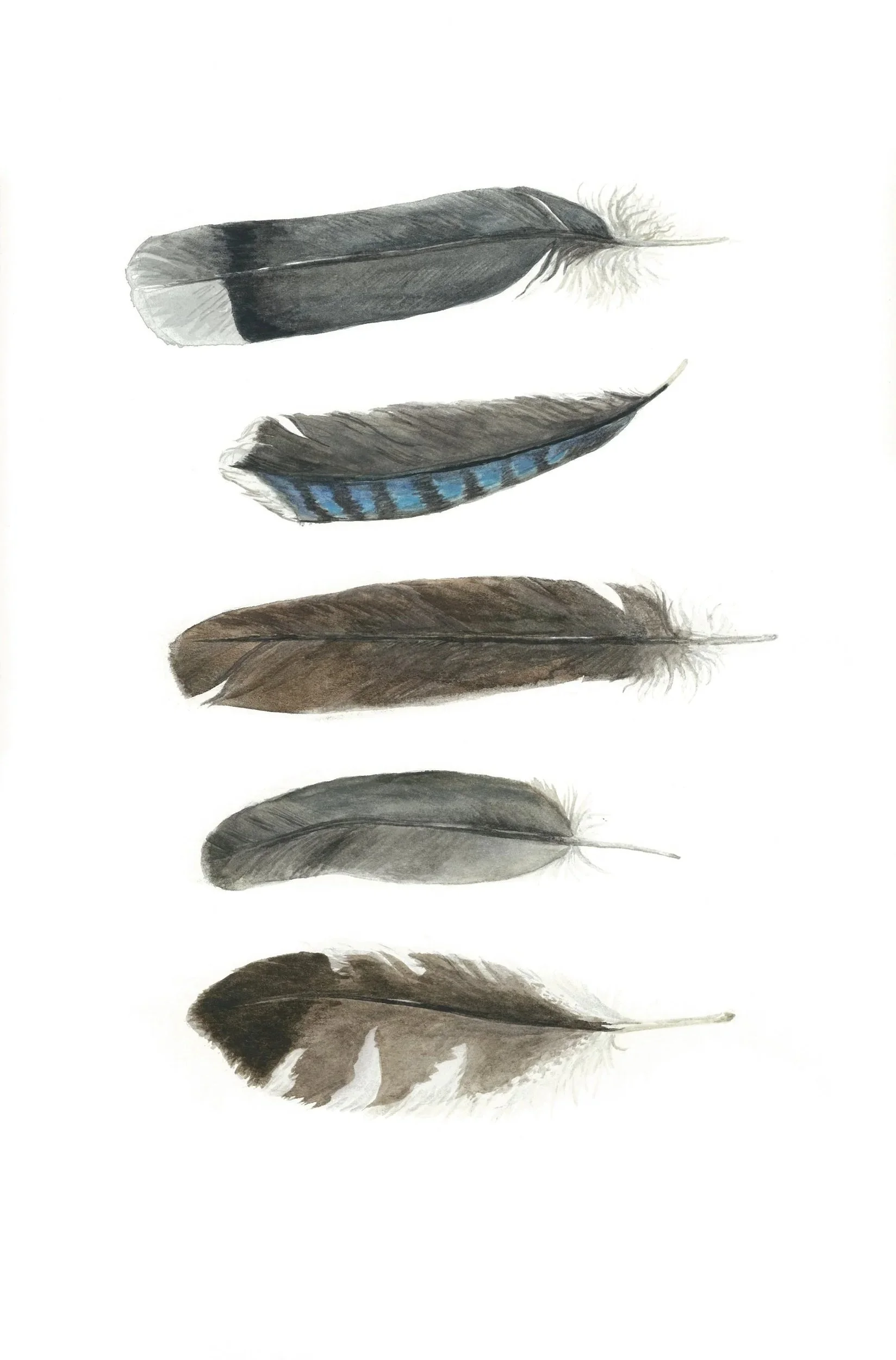 Five Feathers
