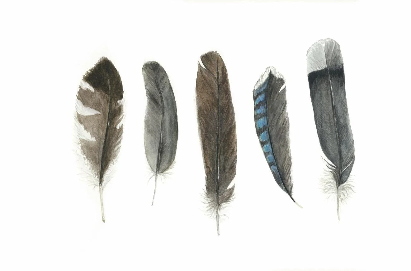 Five Feathers — Print