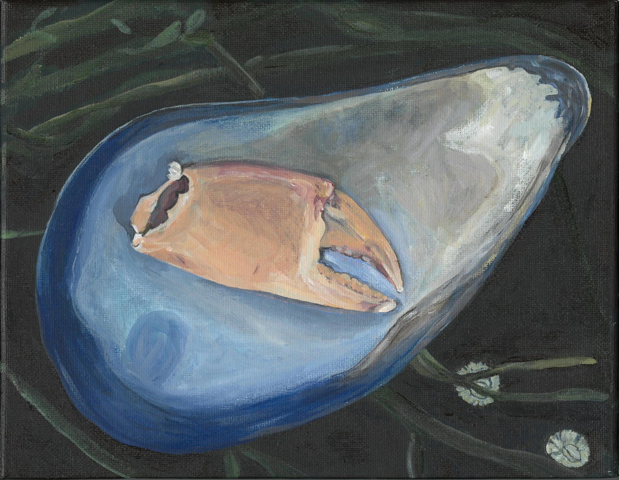 Mussel Shell — Print