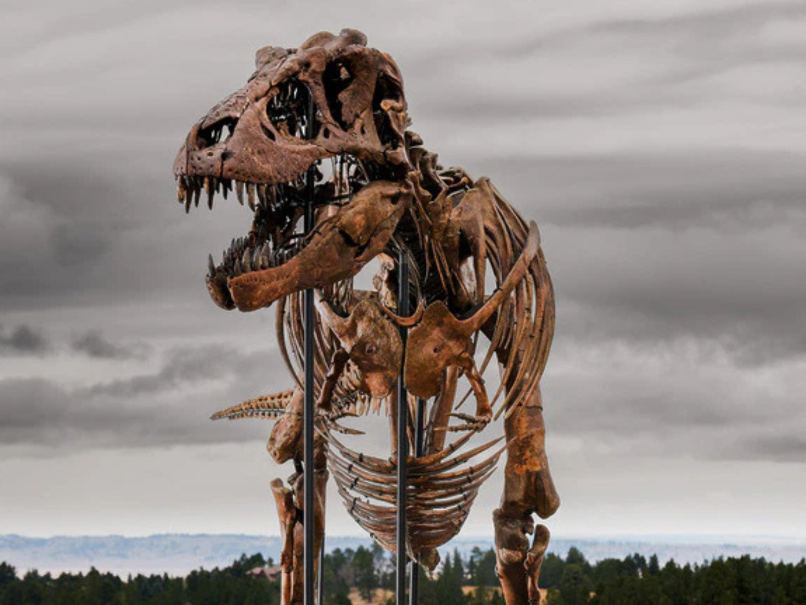 Gus T-Rex dinosaur