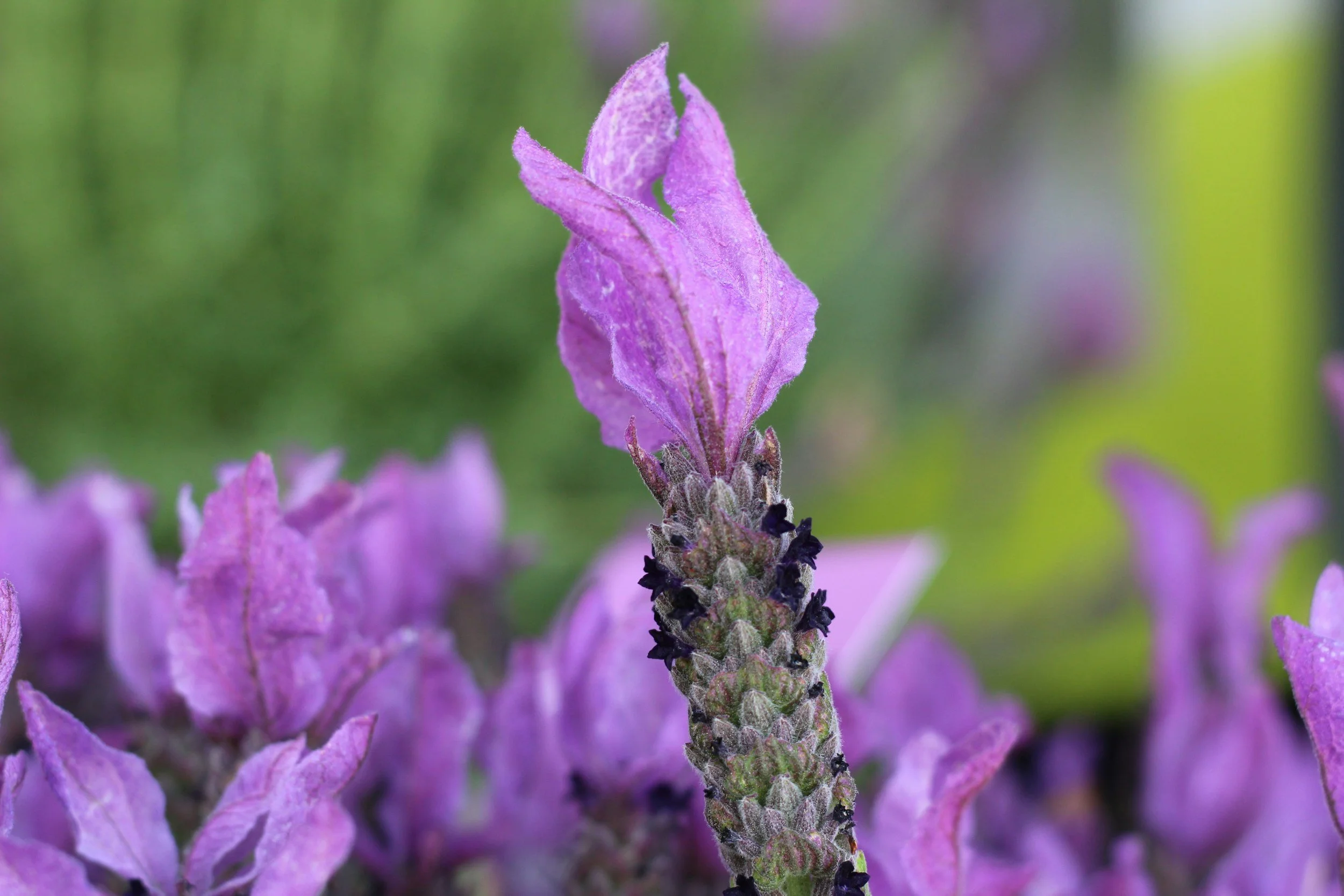 Plant Spotlight: Lavender — Beauty, Fragrance, and Water-Wise Charm 