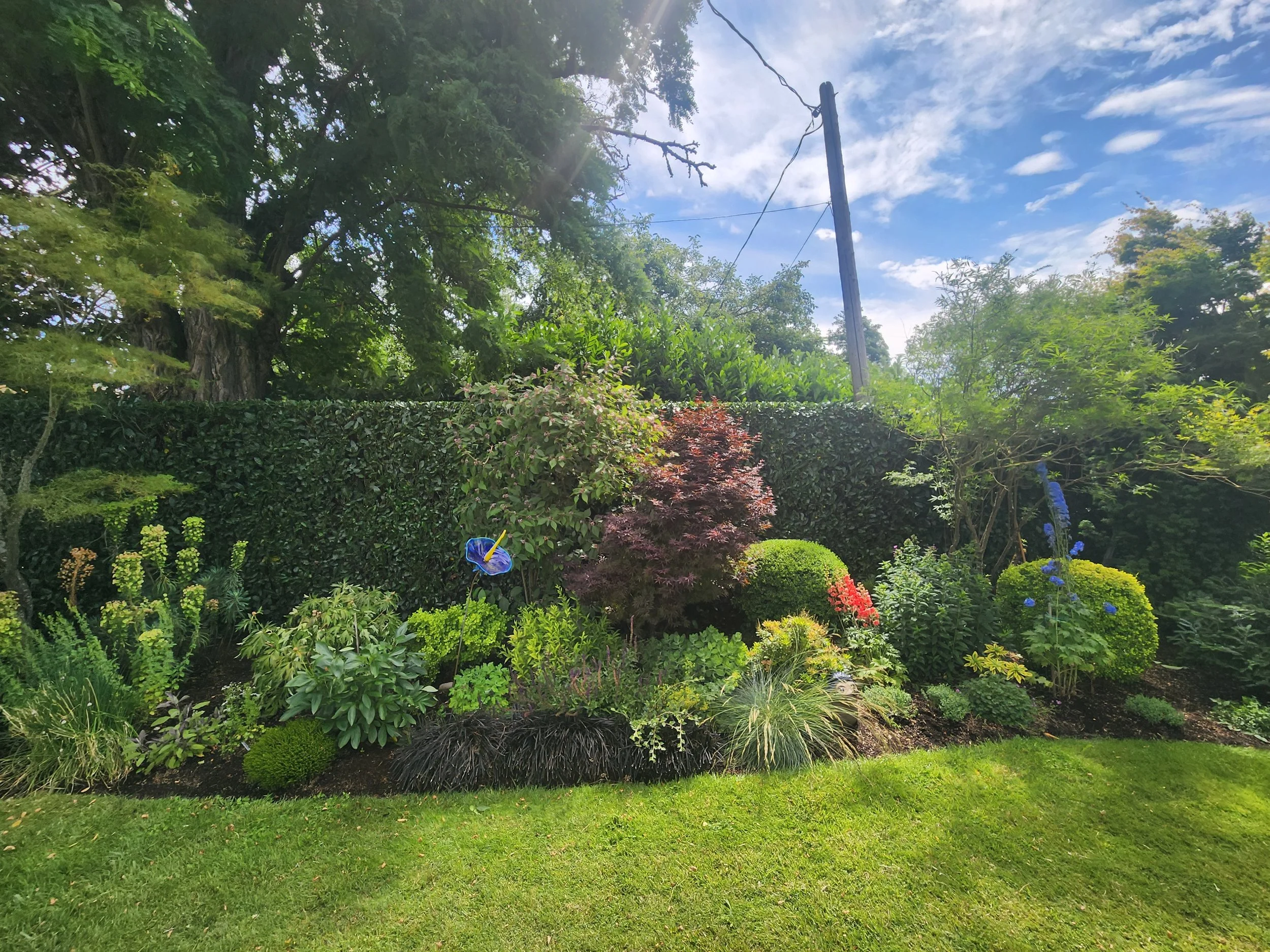 A lush garden with various green plants, shrubs, and trees, with a blue sky and some white clouds in the background.