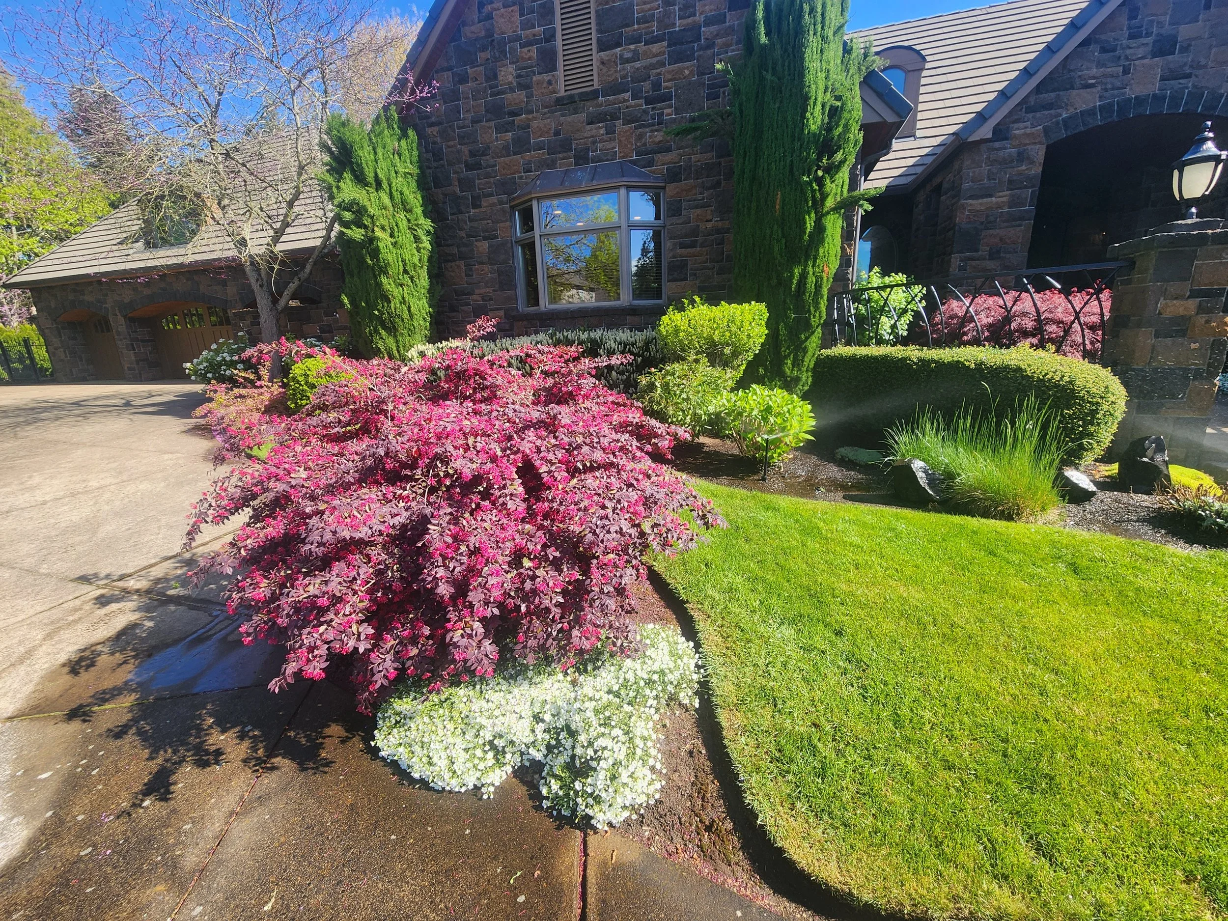 Front yard of a house with lush green grass, pink and white flowering plants, tall green cypress trees, and a brick house with a large window.