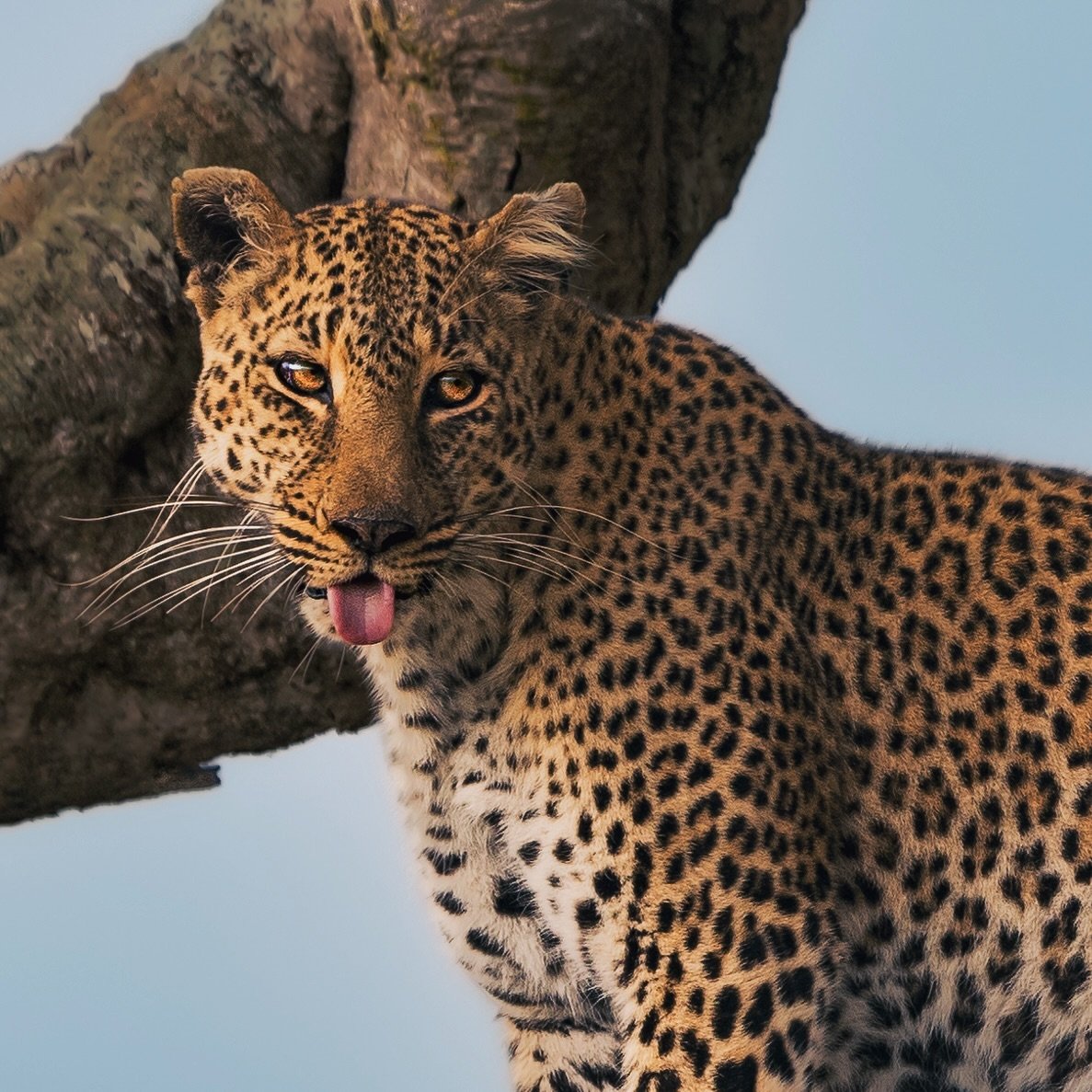 look at this cat !!!

people spend weeks in the mara and still aren&rsquo;t able to see a wild leopard, but we somehow found her only five minutes into our time there. she was carrying her recent impala kill onto a tree and seemed in pretty good spir