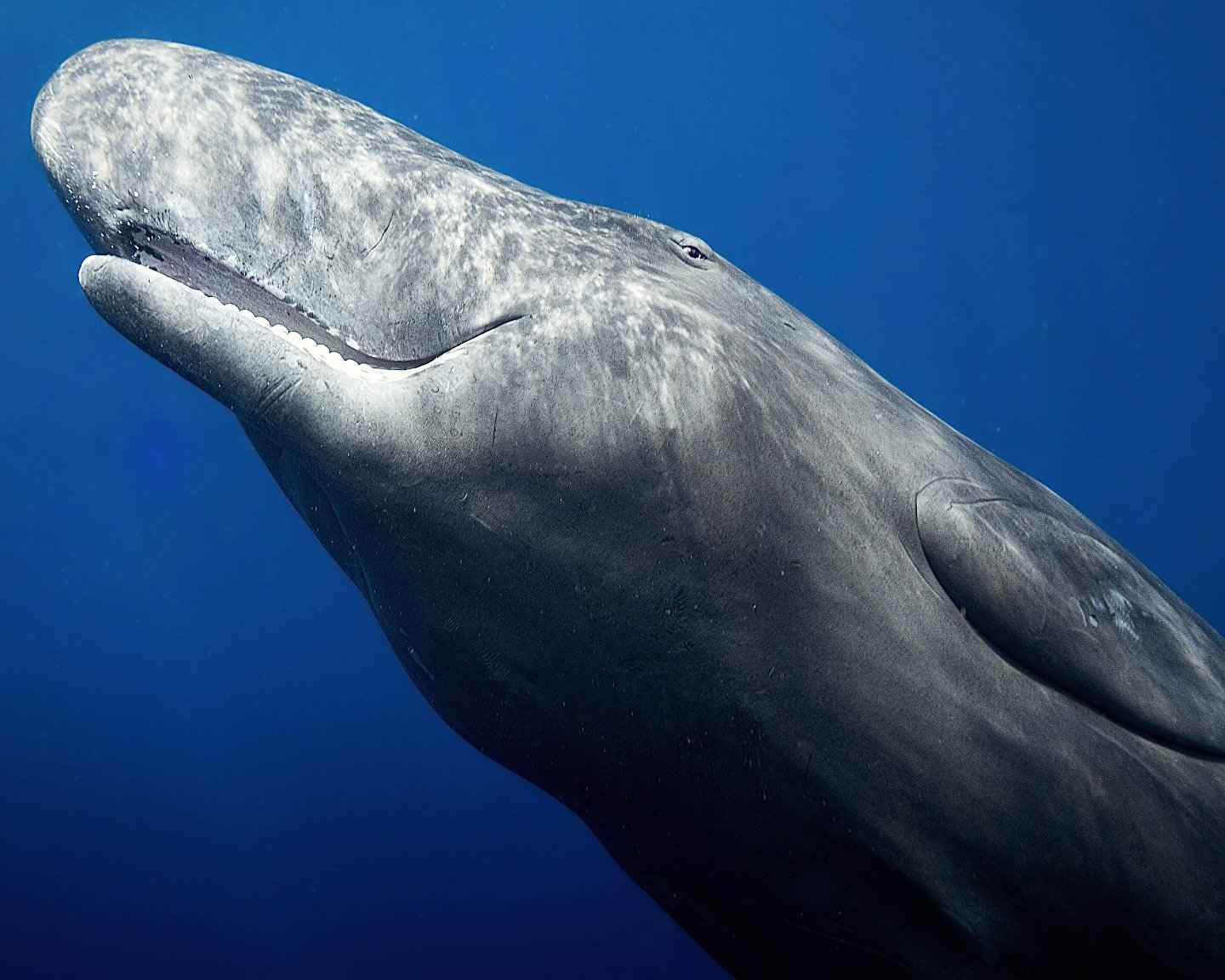 i&rsquo;ve never met anyone as photogenic as this baby sperm whale. she swam extra slowly to keep pace with me for over an hour, twisted and turned and danced in the water, and frequently paused to look over at me. i am still completely awestruck by 