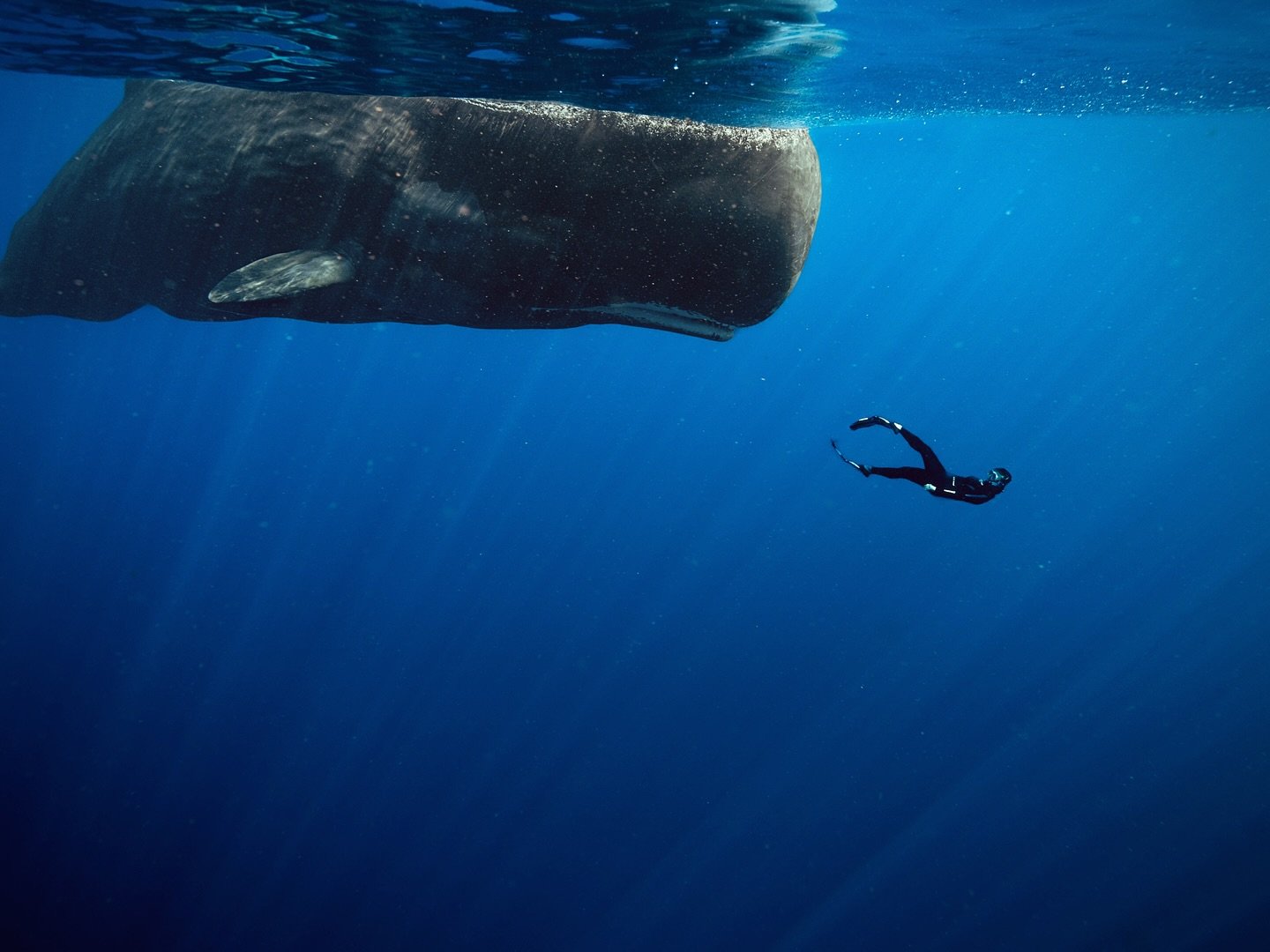 almost forgot that this was the whole point... just peacefully co-existing in our precious little corner of the universe.

featuring can opener (one of the sweetest whales in the world) and my friend jessica, a free diver who loves wildlife and the o