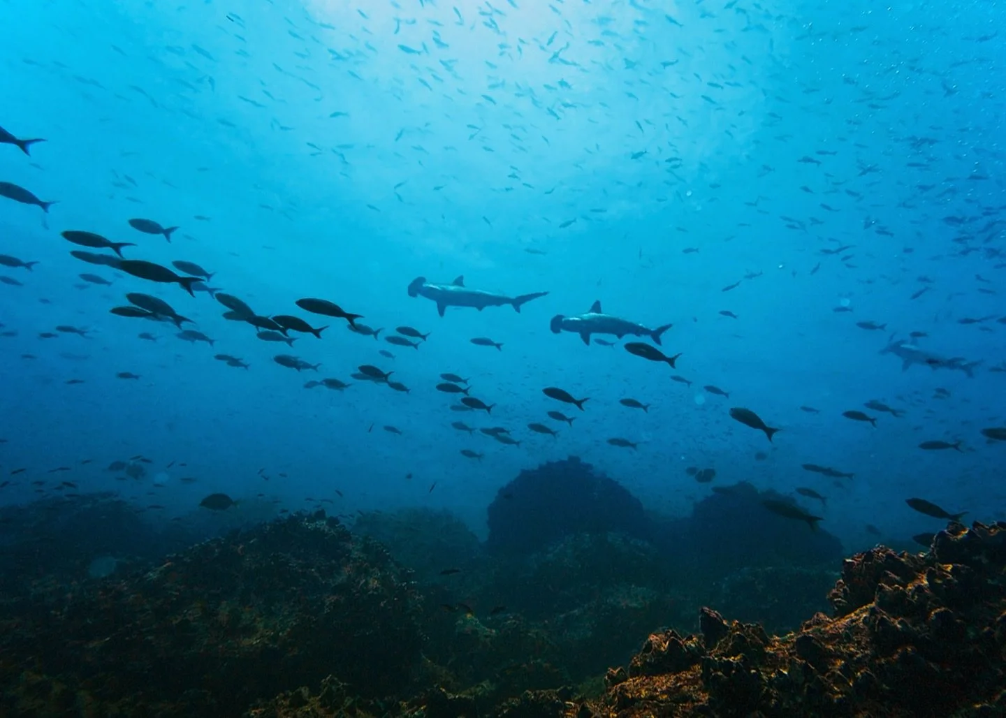 my favorite place on earth - at the convergence of 5 ocean currents, under an endless constellation of wildlife. don't you just love this fragile beautiful planet of ours? 

#naturepicoftheday #discovernature #discovernaturephotos #wildernessexplorer