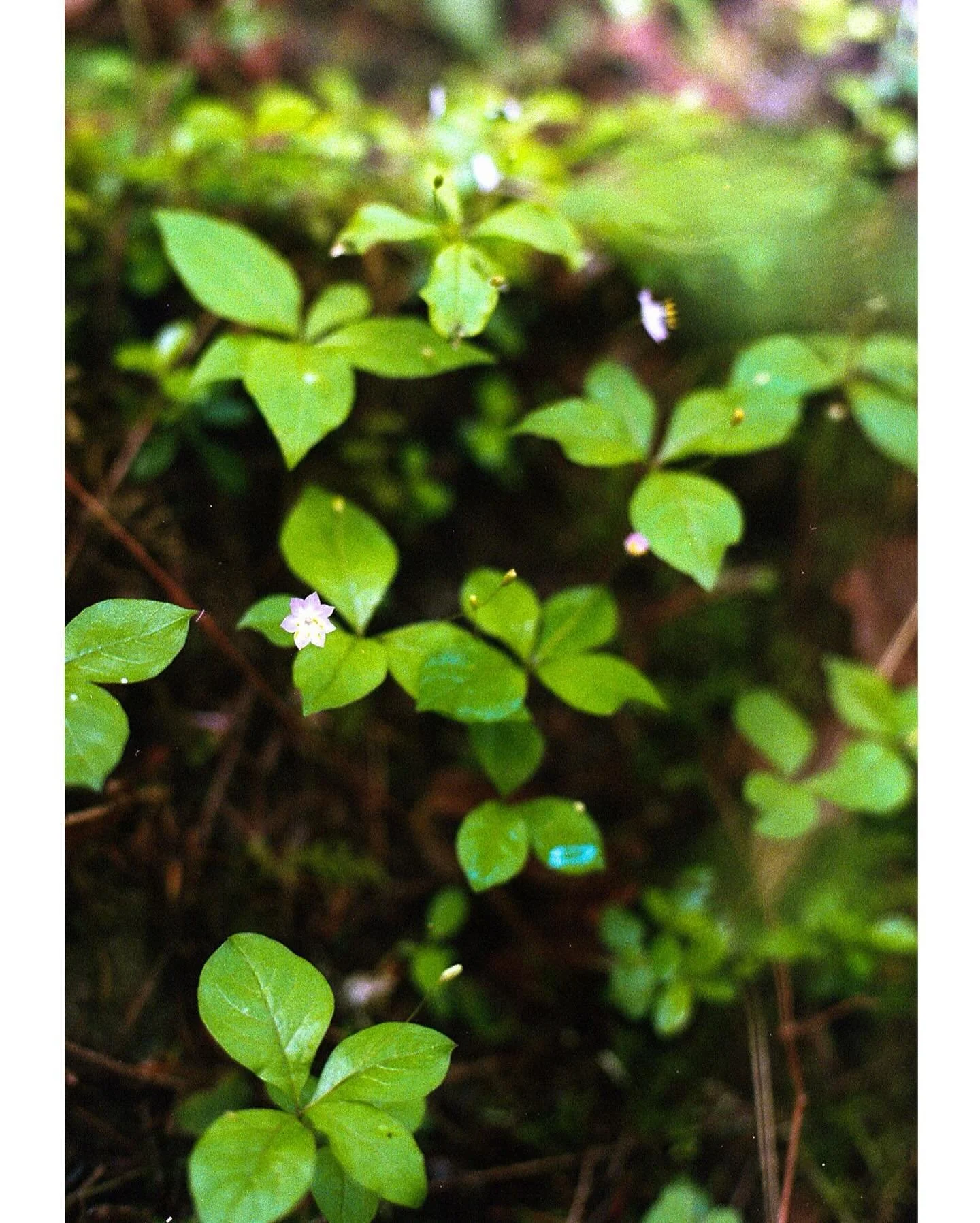 (&ldquo;◡‿◡✿)&rdquo;