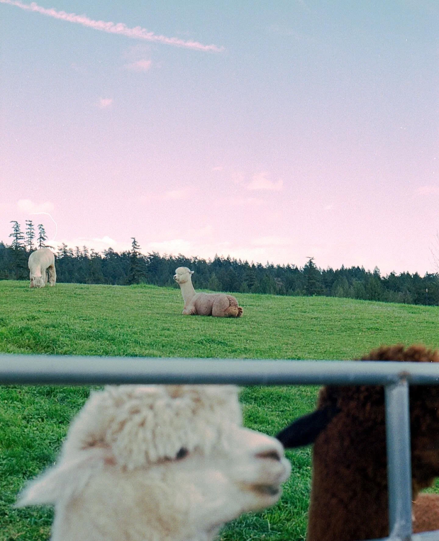 These alpacas cracked me up, they all had such funny personalities. Def recommend visiting an alpaca farm. This one was on San Juan islands and we got to feed them!

📸: Minolta x700

#film #filmphotography #minolta