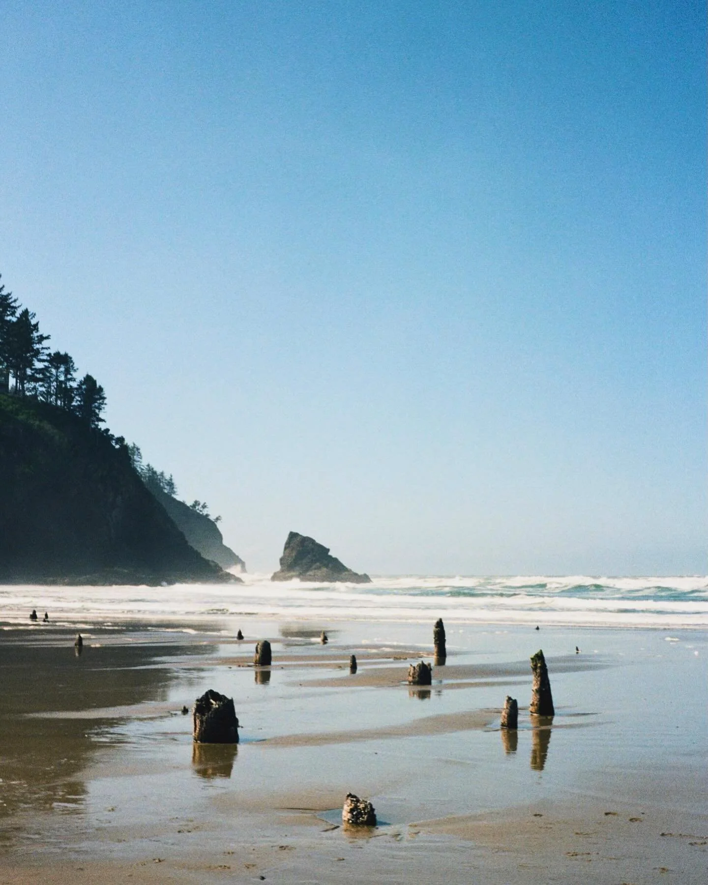📍: Neskowin Ghost Forest 👻 
📸: Minolta 7sii 

#filmphotography #minolta #shootitwithfilm #minolta7sii