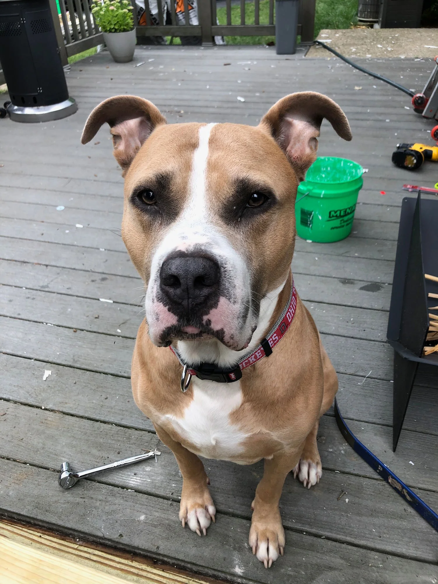 A brown and white dog sitting on a wooden deck, looking directly at the camera. There are tools and a green bucket behind the dog.