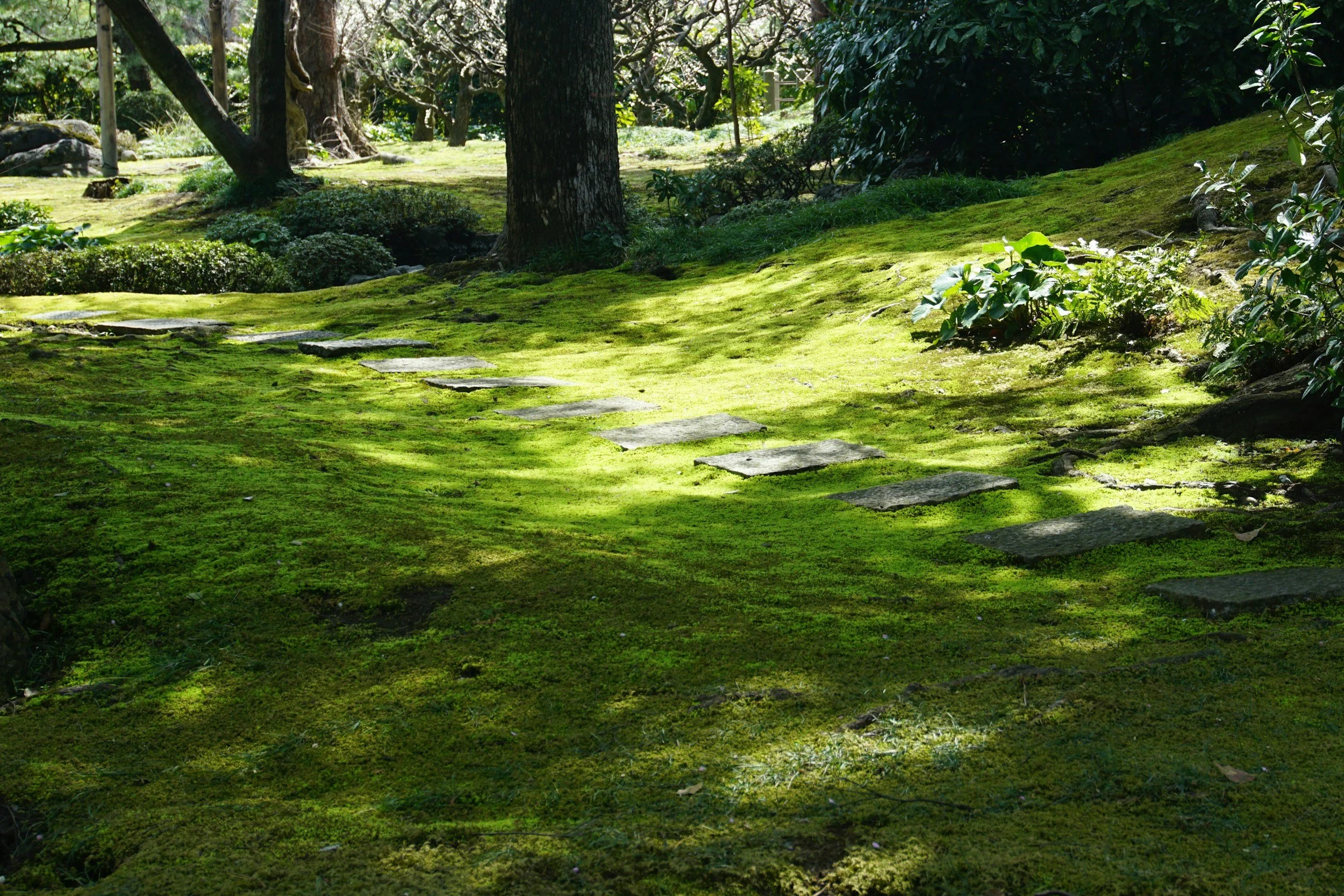 Moss landscape with trees in a garden in Kyoto