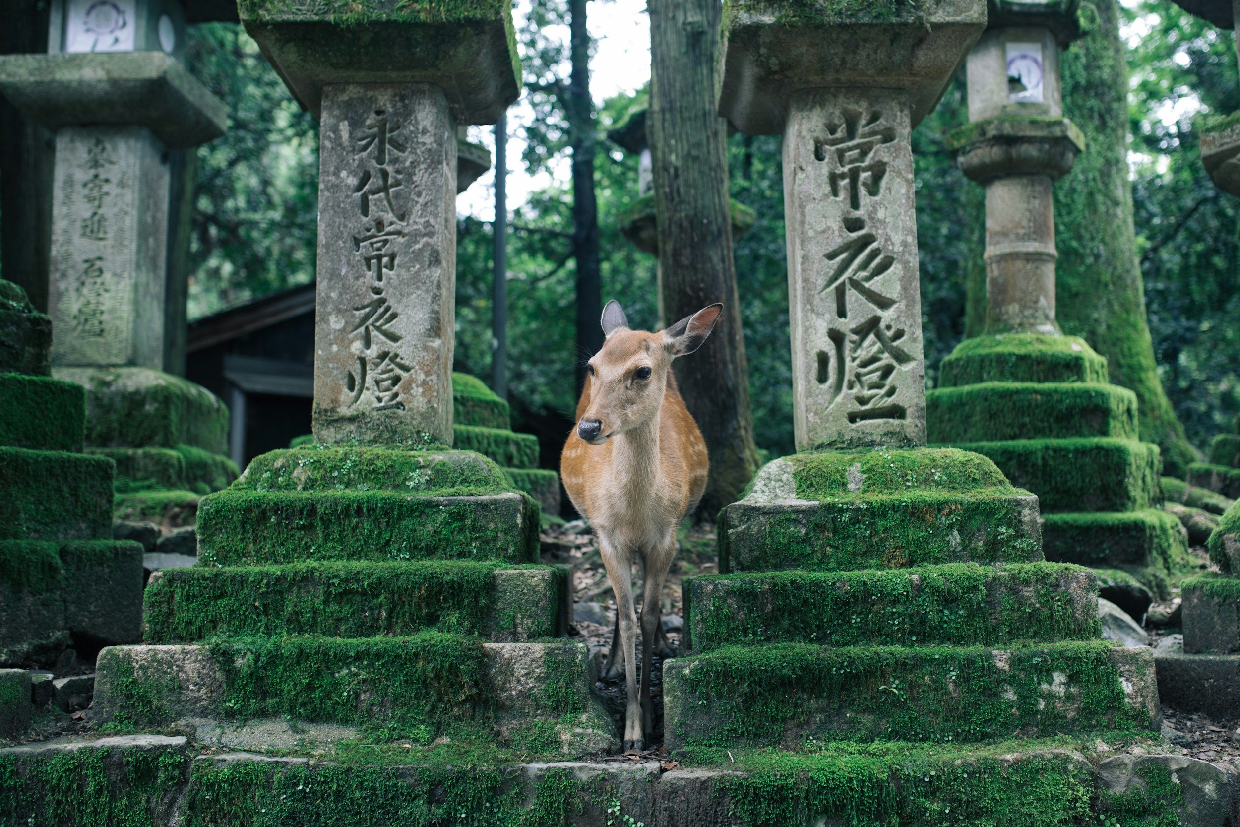 Picture of a deer standing between two temple monuments in Nara