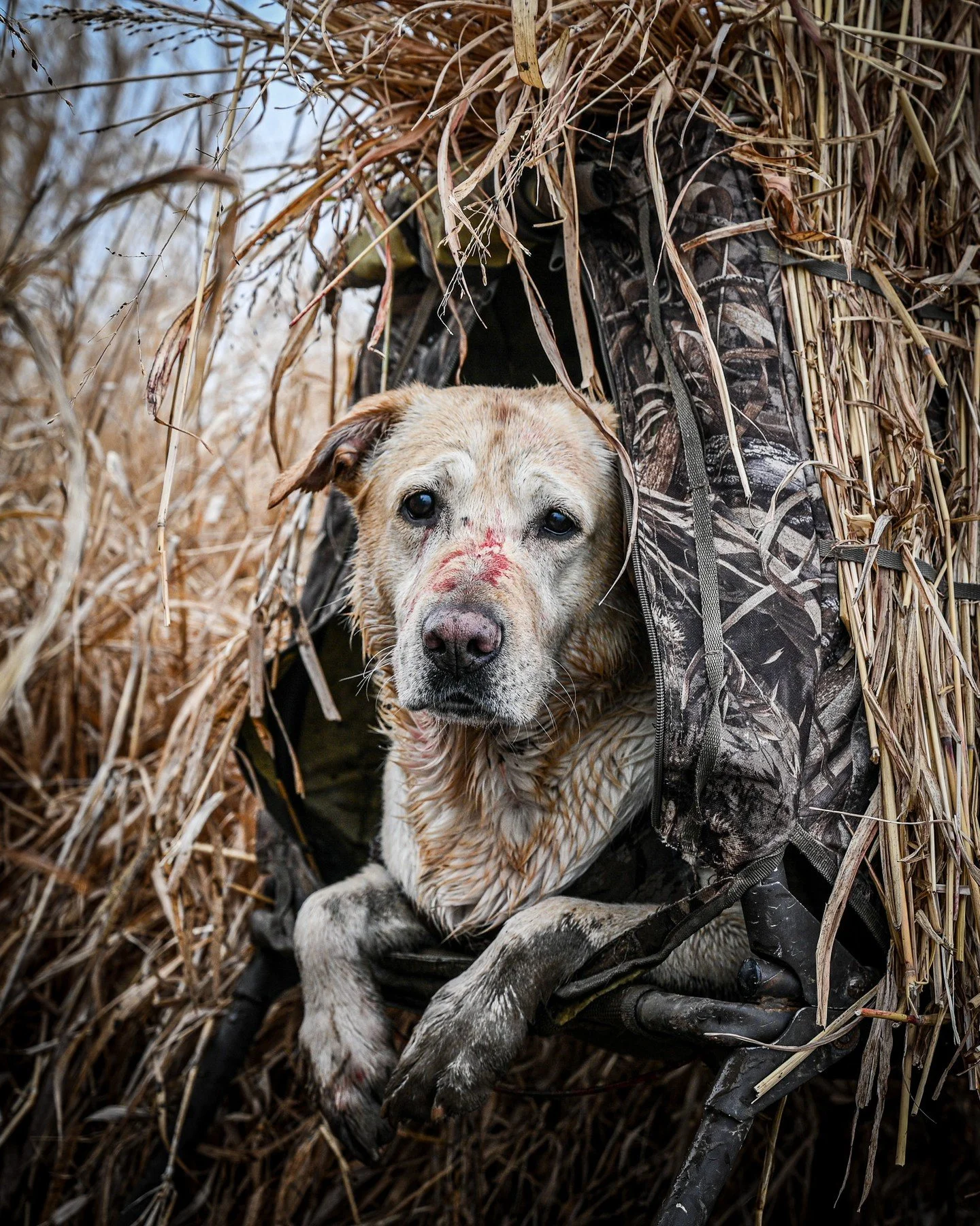Seasoned veteran. 🔥

#Waterfowl #DuckHunting #GooseHunting #GunDog #HuntingDog #BirdDog #Retriever #HuntingBuddy #BestFriend #BuildingOutdoorBrands #MakeYourMark #OutlinkDigital