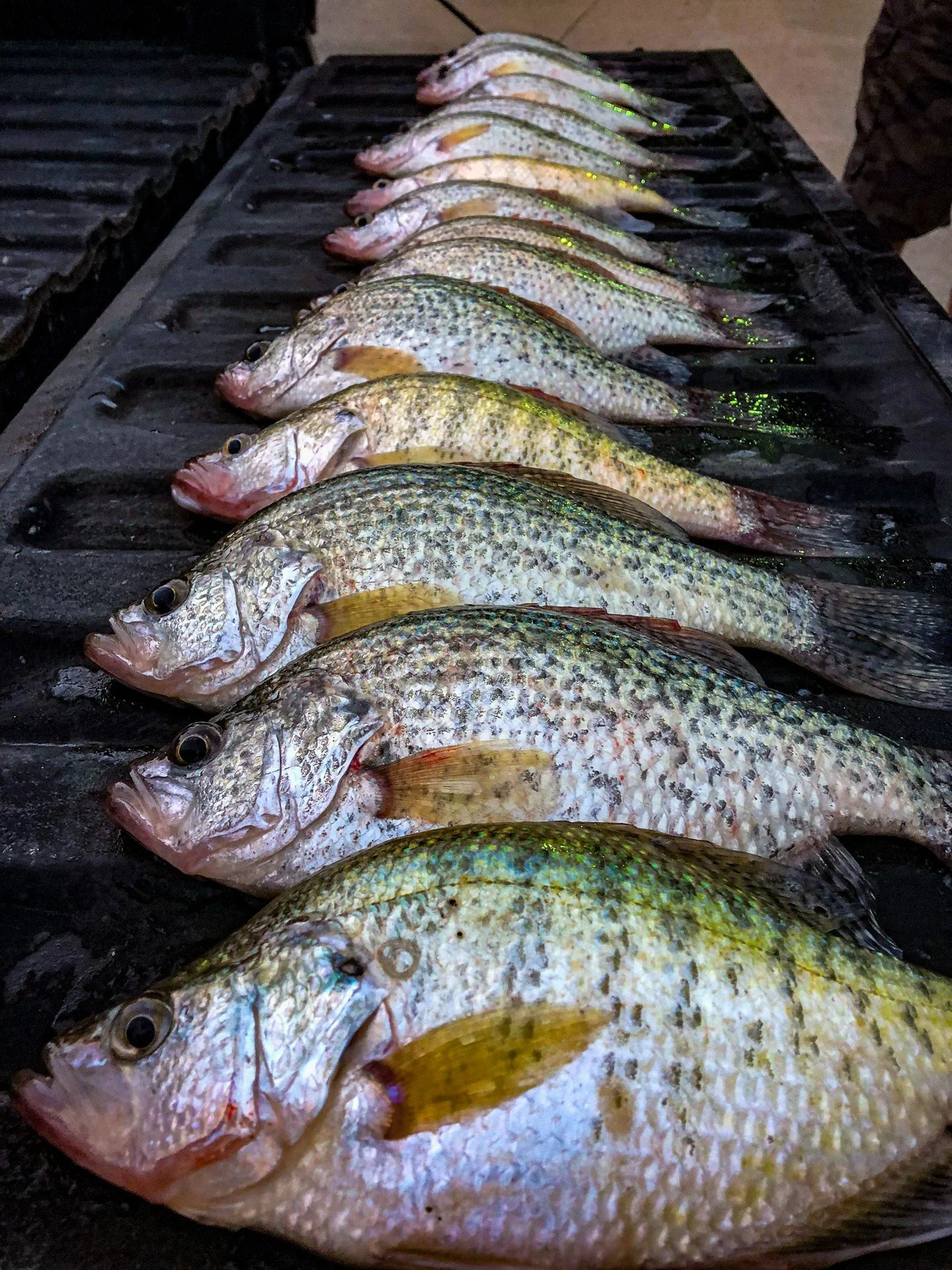 Looking forward to lining up a limit again real soon! 🎣

#Panfish #Crappie #Springtime #GoneFishing #OutlinkDigital