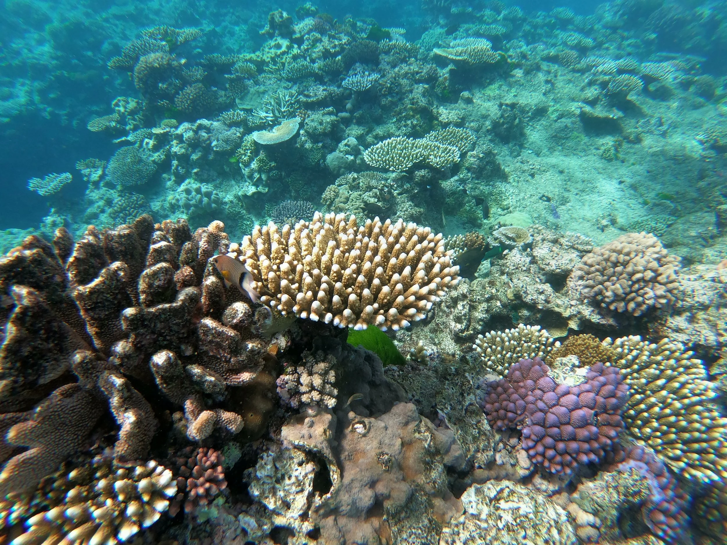 Great Barrier Reef - Queensland, Australia