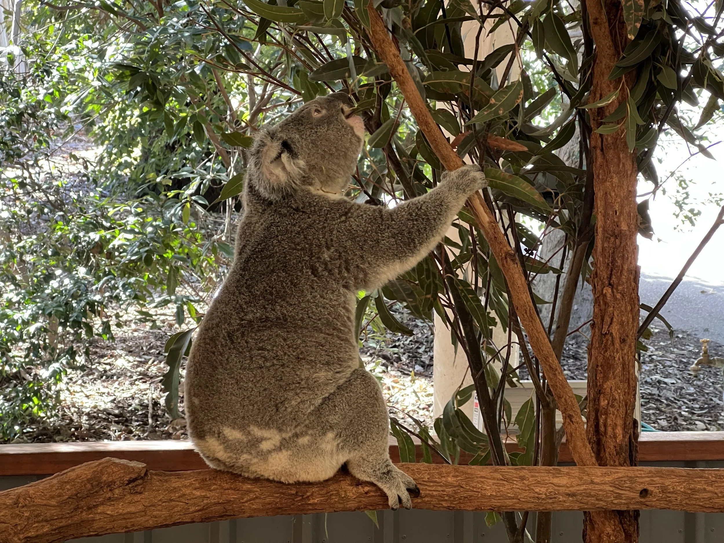 Lone Pine Koala Sanctuary - Queensland, Australia