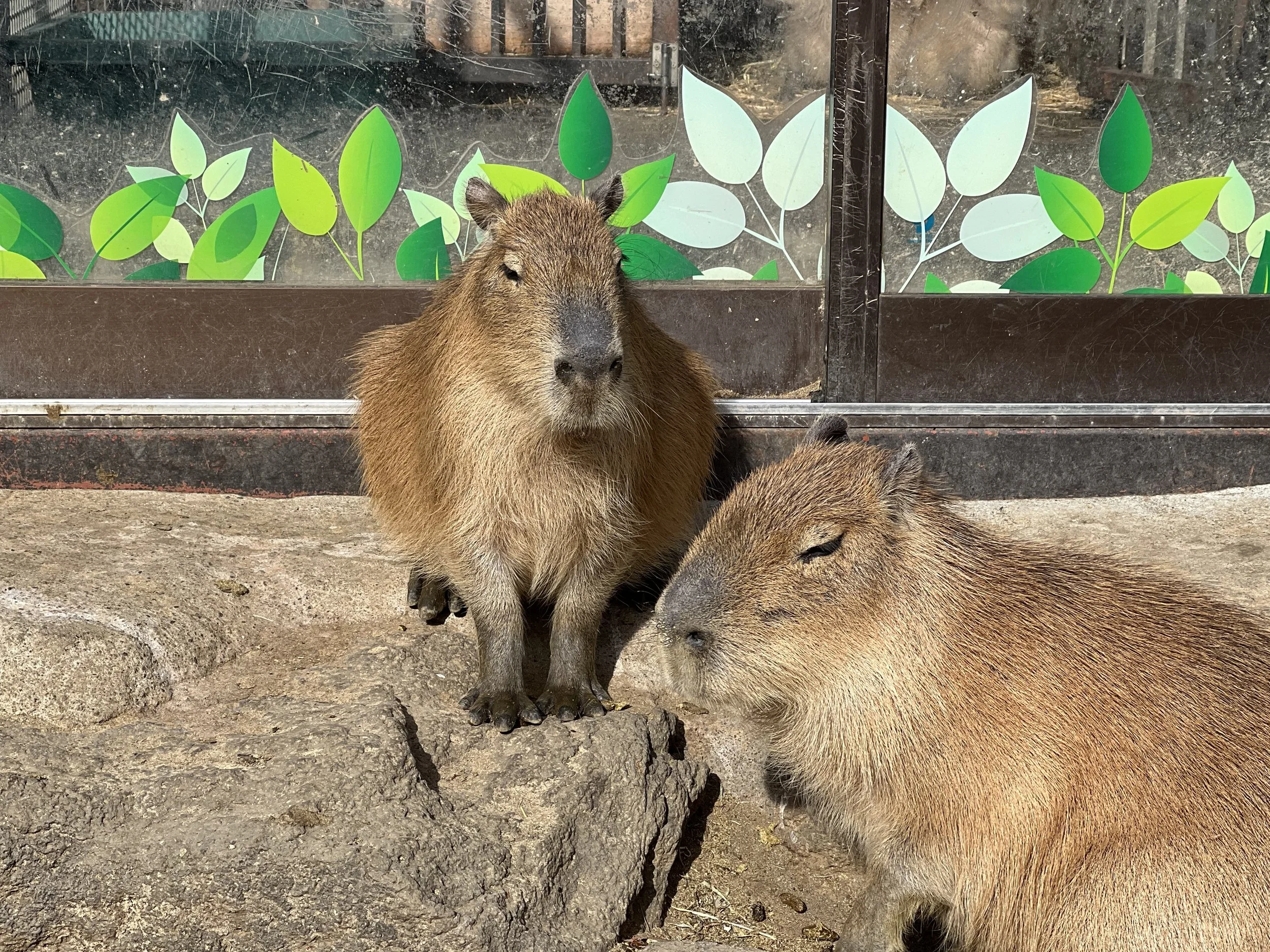 Izu Shaboten Zoo - Shizuoka, Japan