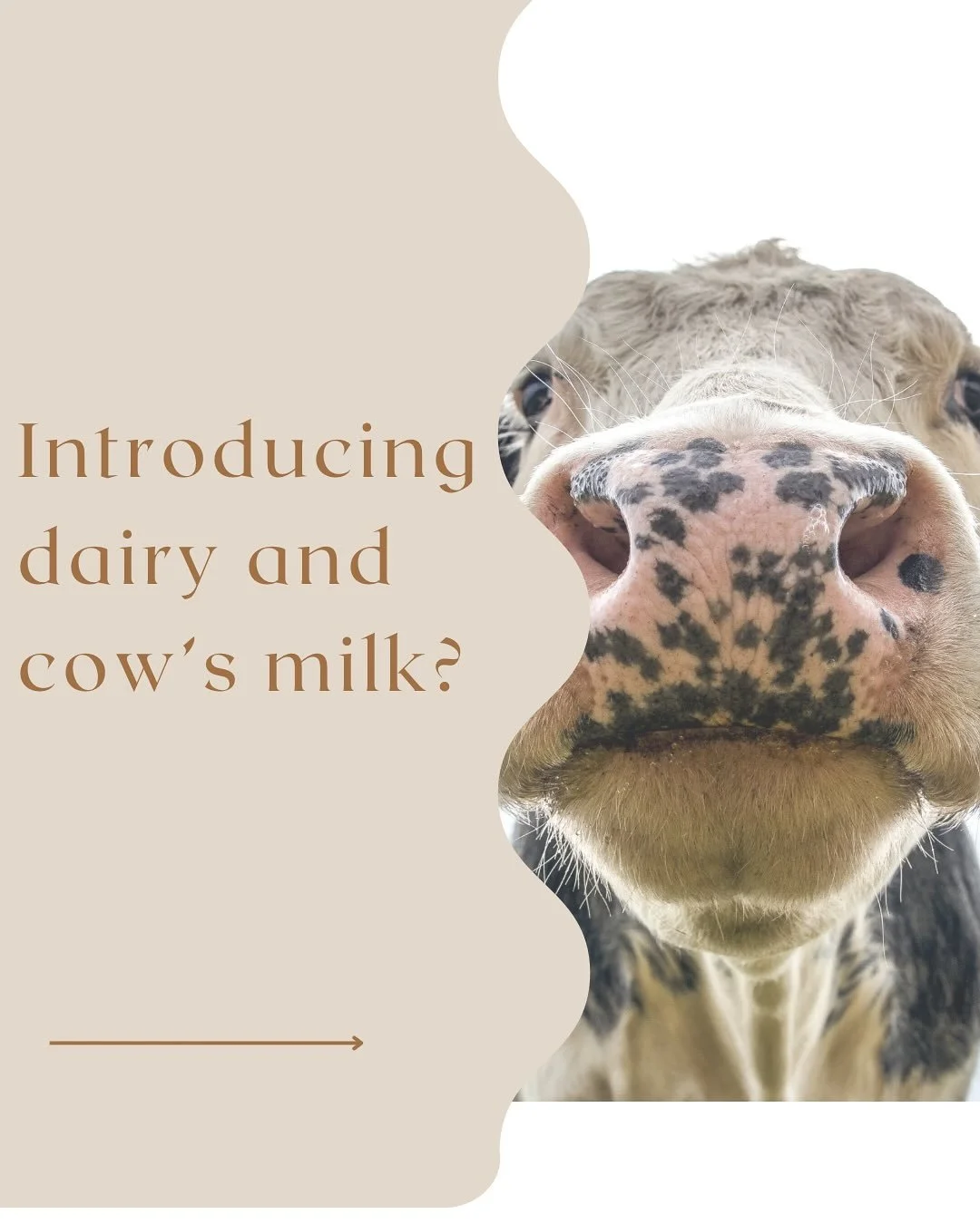 Thinking about introducing dairy or cow&rsquo;s milk? &hellip; Here&rsquo;s what you need to know to keep tummies happy and nutrient levels thriving ✨

Tips for introducing dairy:
🔹Being a top allergen, aim to introduce it by 12 months to help reduc