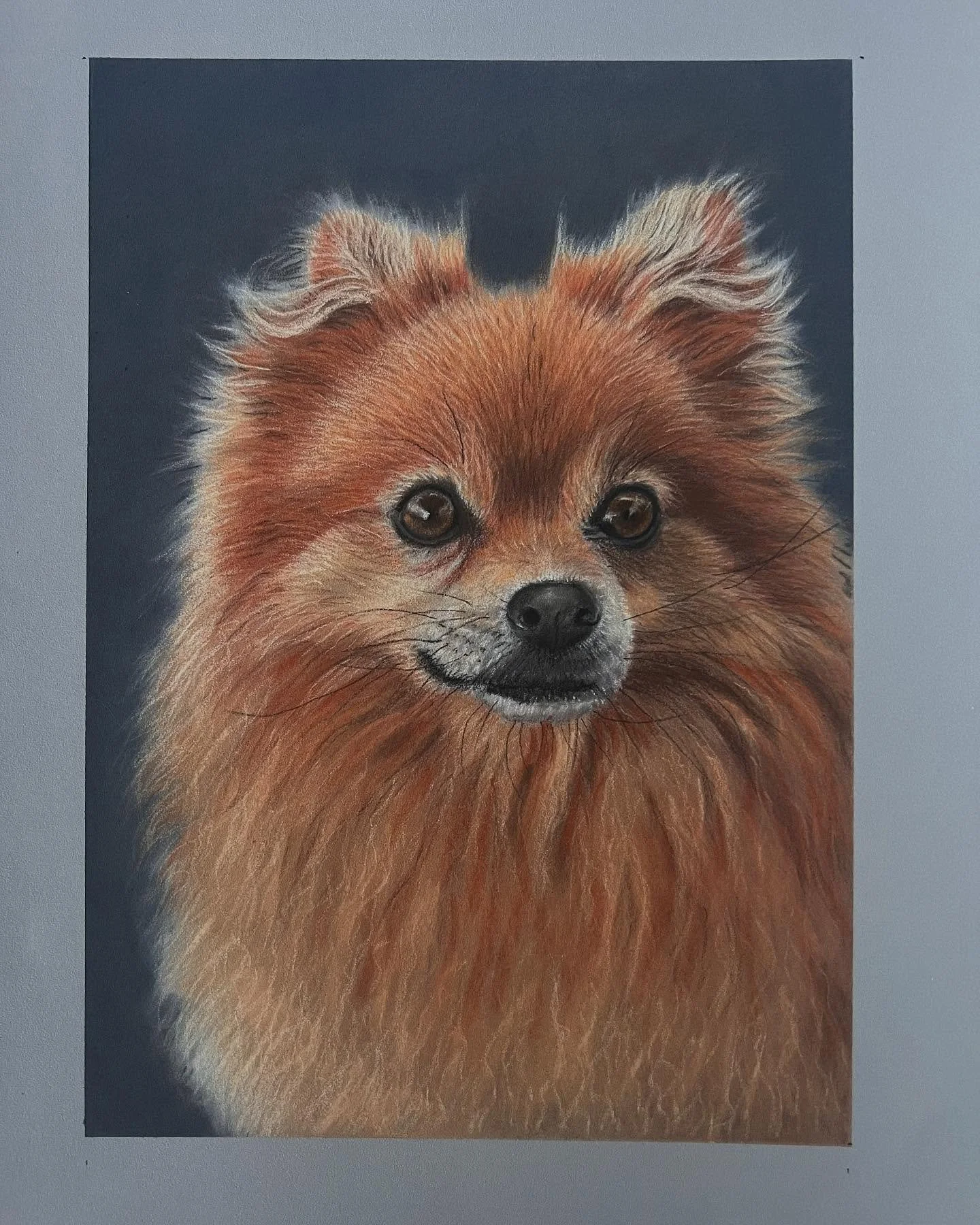 Herbert, Pomeranian Chihuahua (Pomchi) &hellip; a character and a challenge but hoping I captured his essence. Combination of soft pastels (Pan and Unison) with Pastel pencils.  #petportrait #dogs_of_instagram #pomchisofinstagram #nzdogsoninstagram
