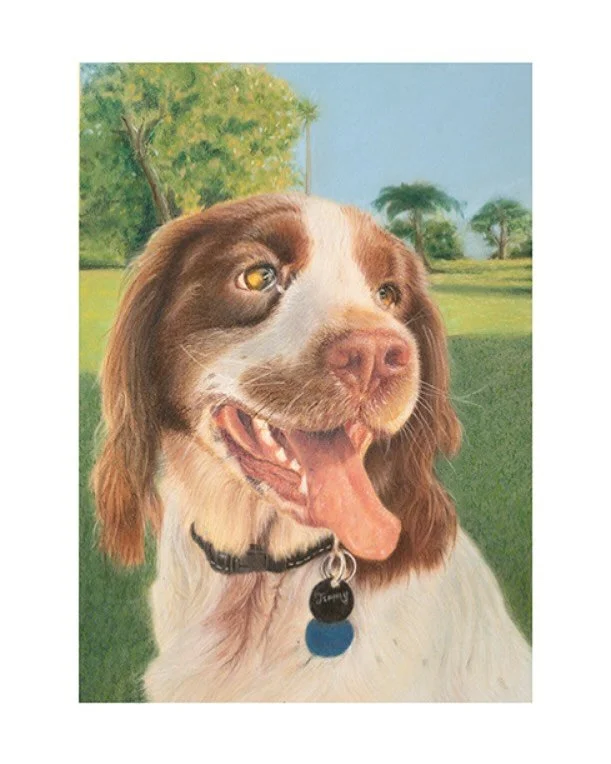 Big thanks to @stewartimrie for commissioning a picture of Jimmy, his Springer Spaniel. It was a fun process to photograph this lively character and choose a composition. #petsofinstagram #springerspanielsofinstagram #petportrait