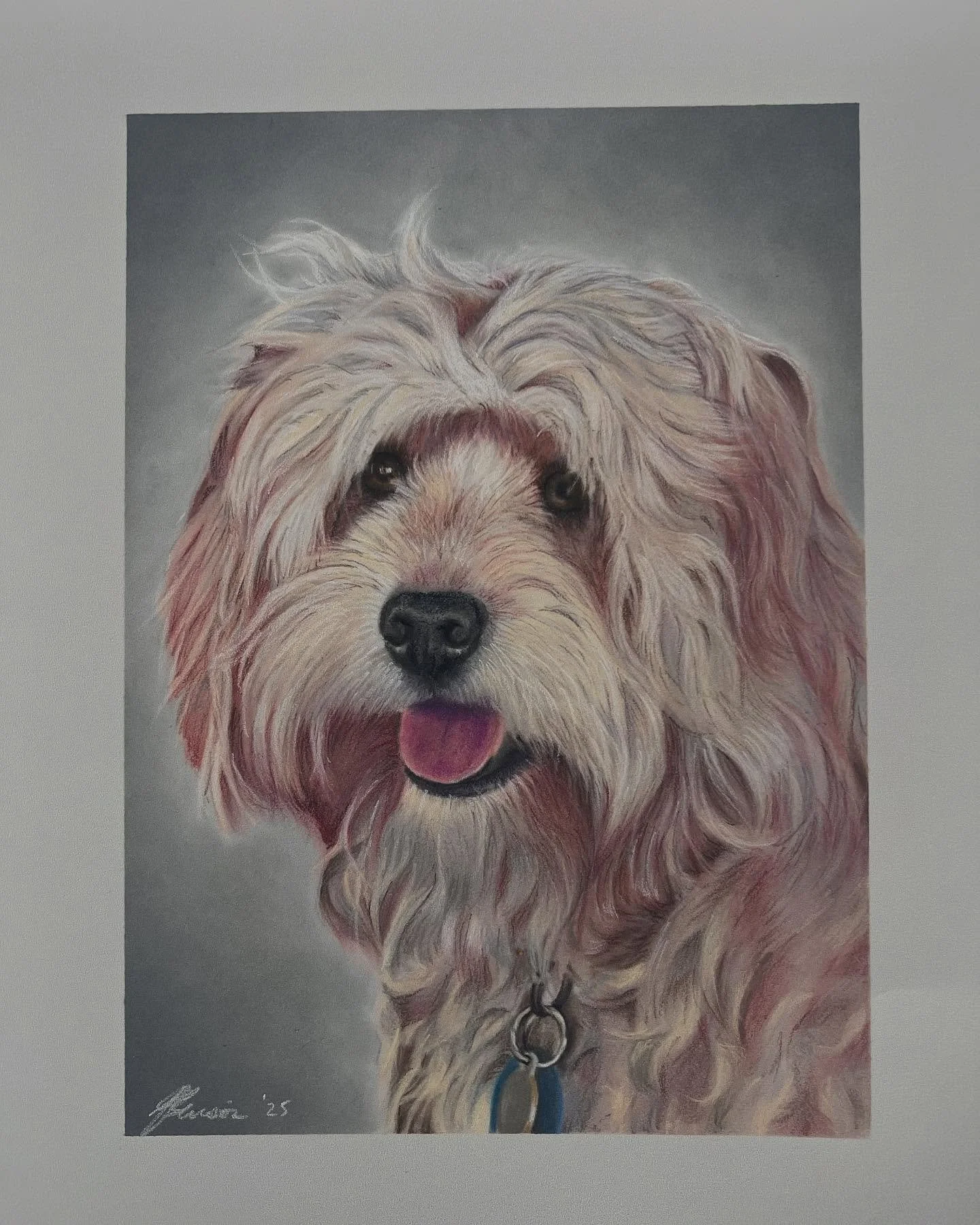 Here&rsquo;s Louie, a cute Lowchen Cavalier cross. Thanks @mister_sausage and @lisaralphlewis for your support. #petportrait #dogsofinstagram #lowchenofinstagram #cavalierofinstagram