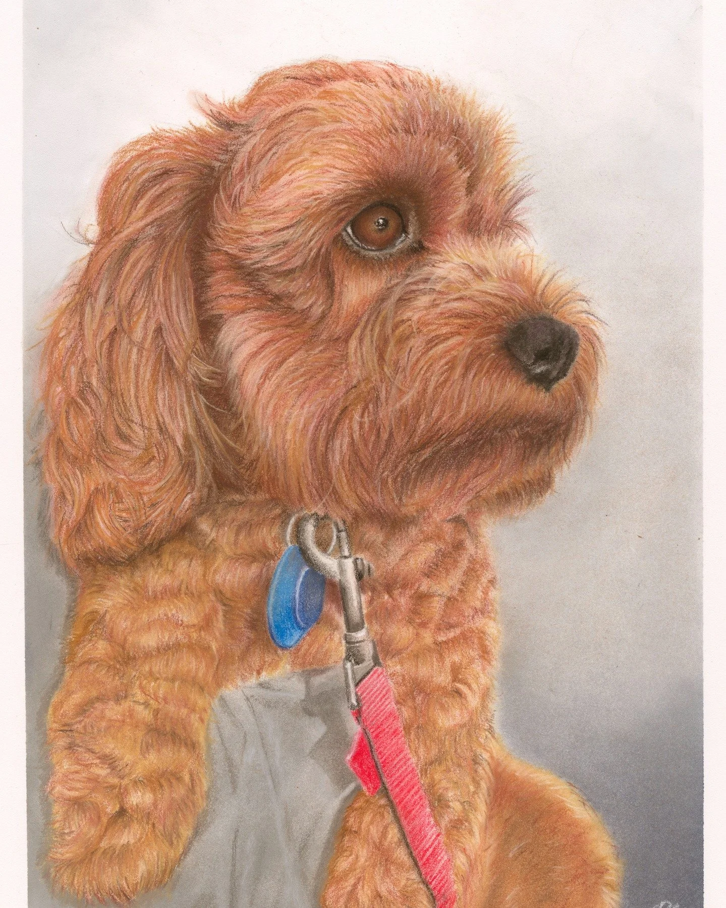 Louie, Cavoodle, being cuddled when he would rather be chasing things ...