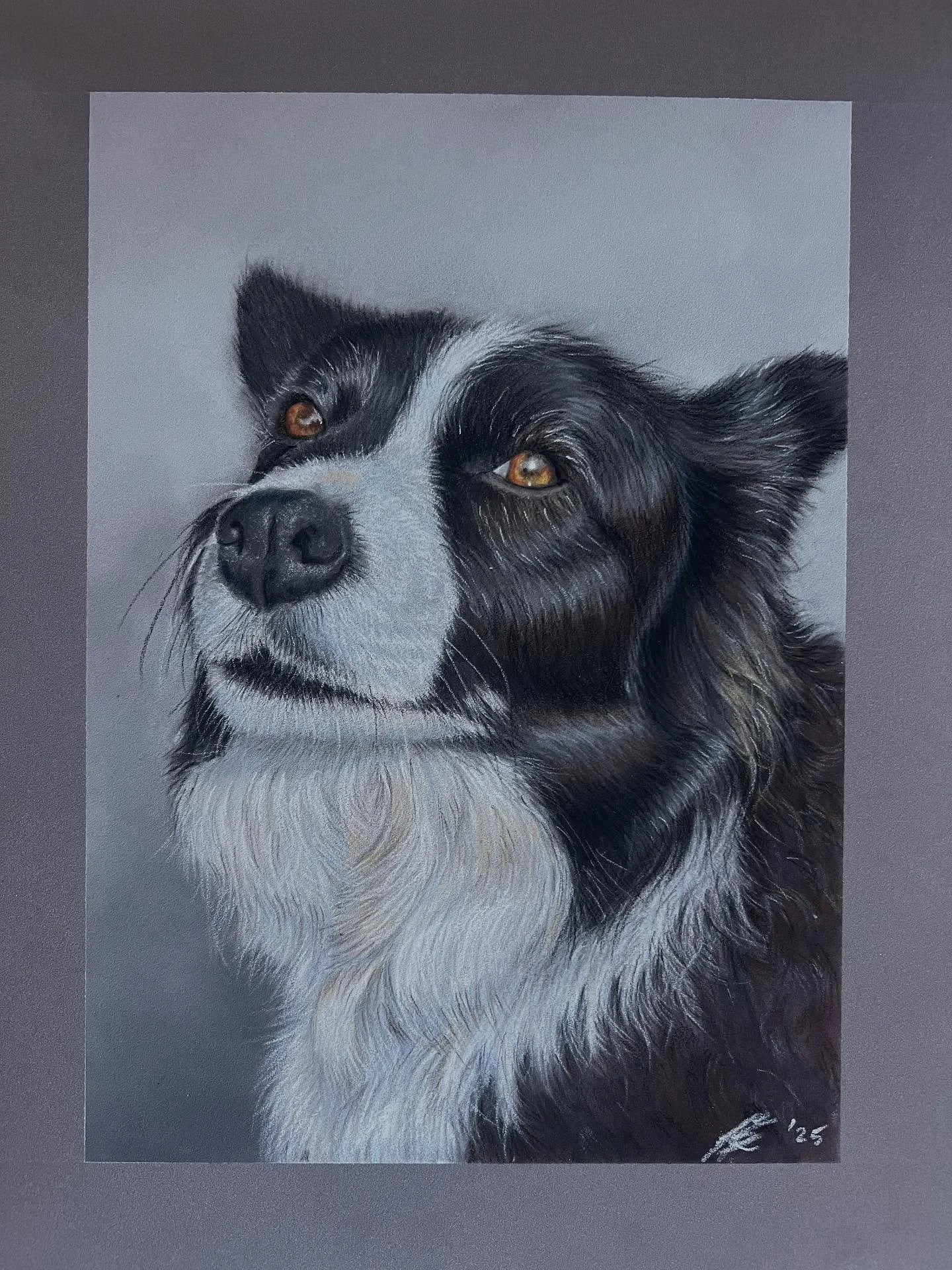 Great natured Border Collie, Shadow, completed after a photo shoot at Hallertau Brewery. #petportraits #dogsofinstagram #bordercollie #dogsofnz