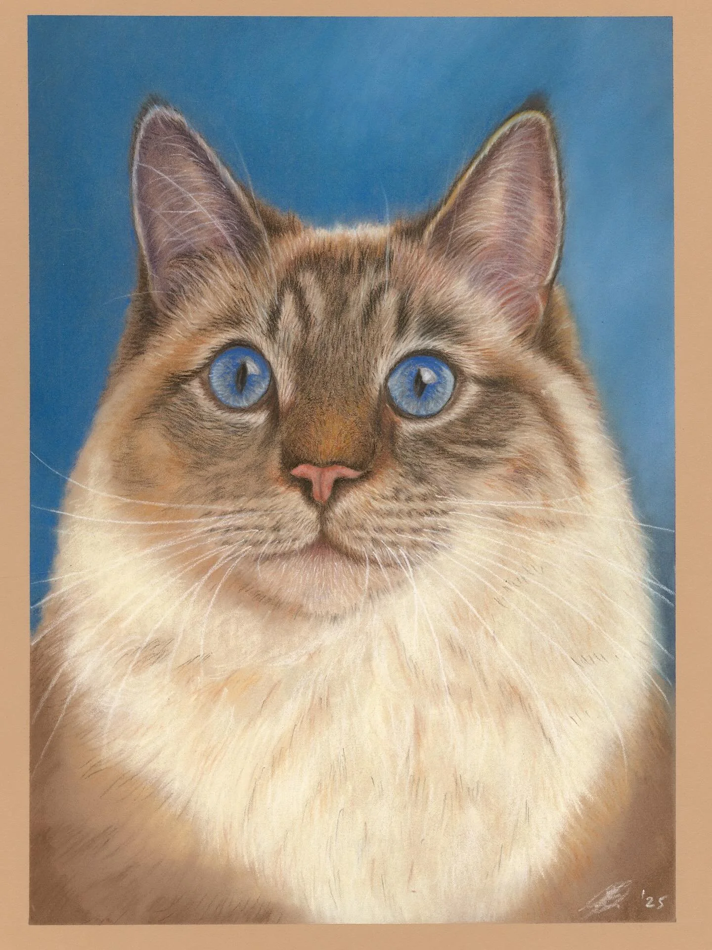 Crip, a beautiful Ragdoll cat. At 2yrs of age he still seems to be growing. Pastel on Clairfontaine Pastelmat. #cat_portrait #petsofinstagram #petportrait #petpainting #ragdoll