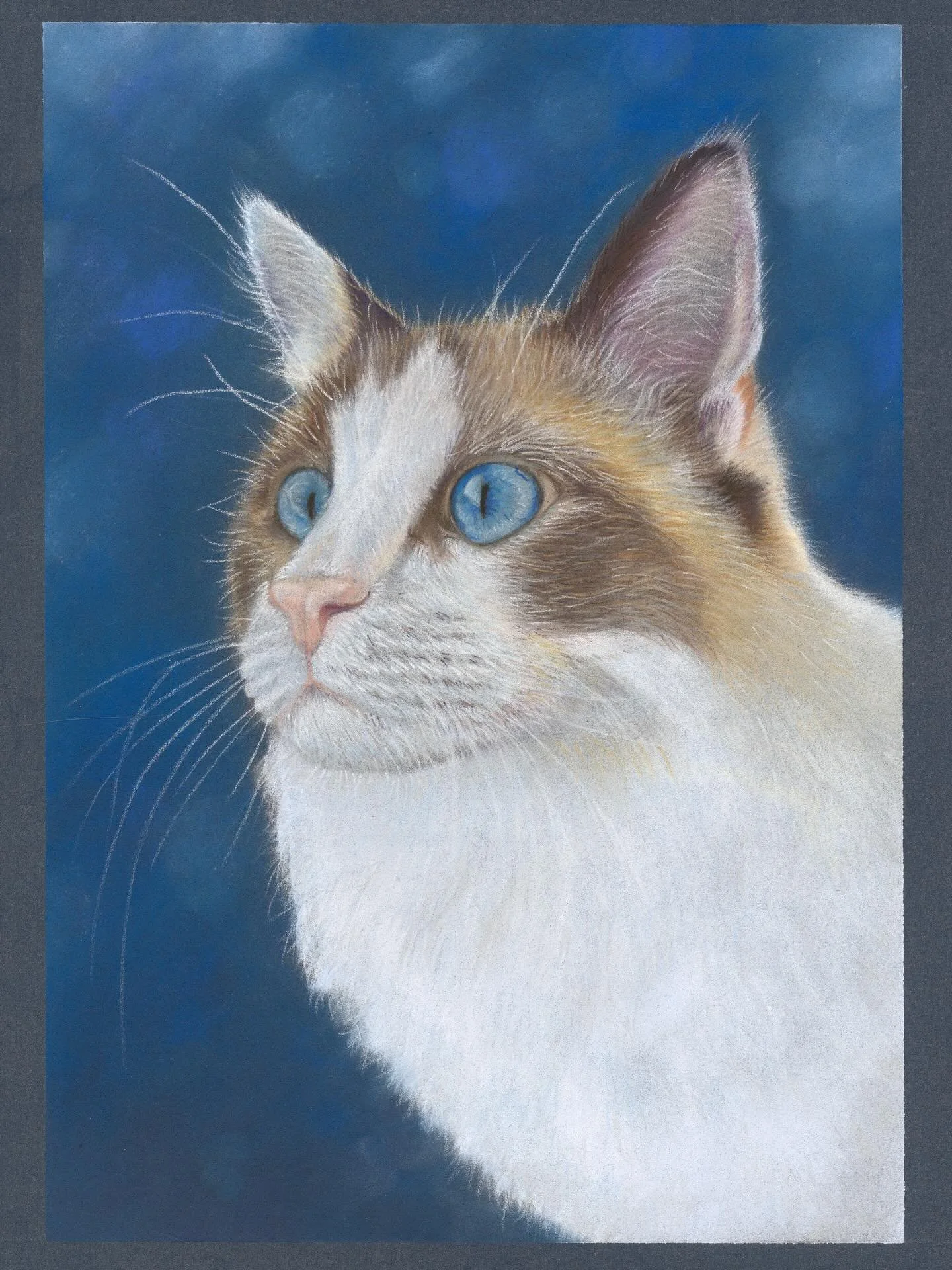 Chip is steering out the window on a wet day #pets_of_instagram #pet portrait #ragdoll #cat_portrait