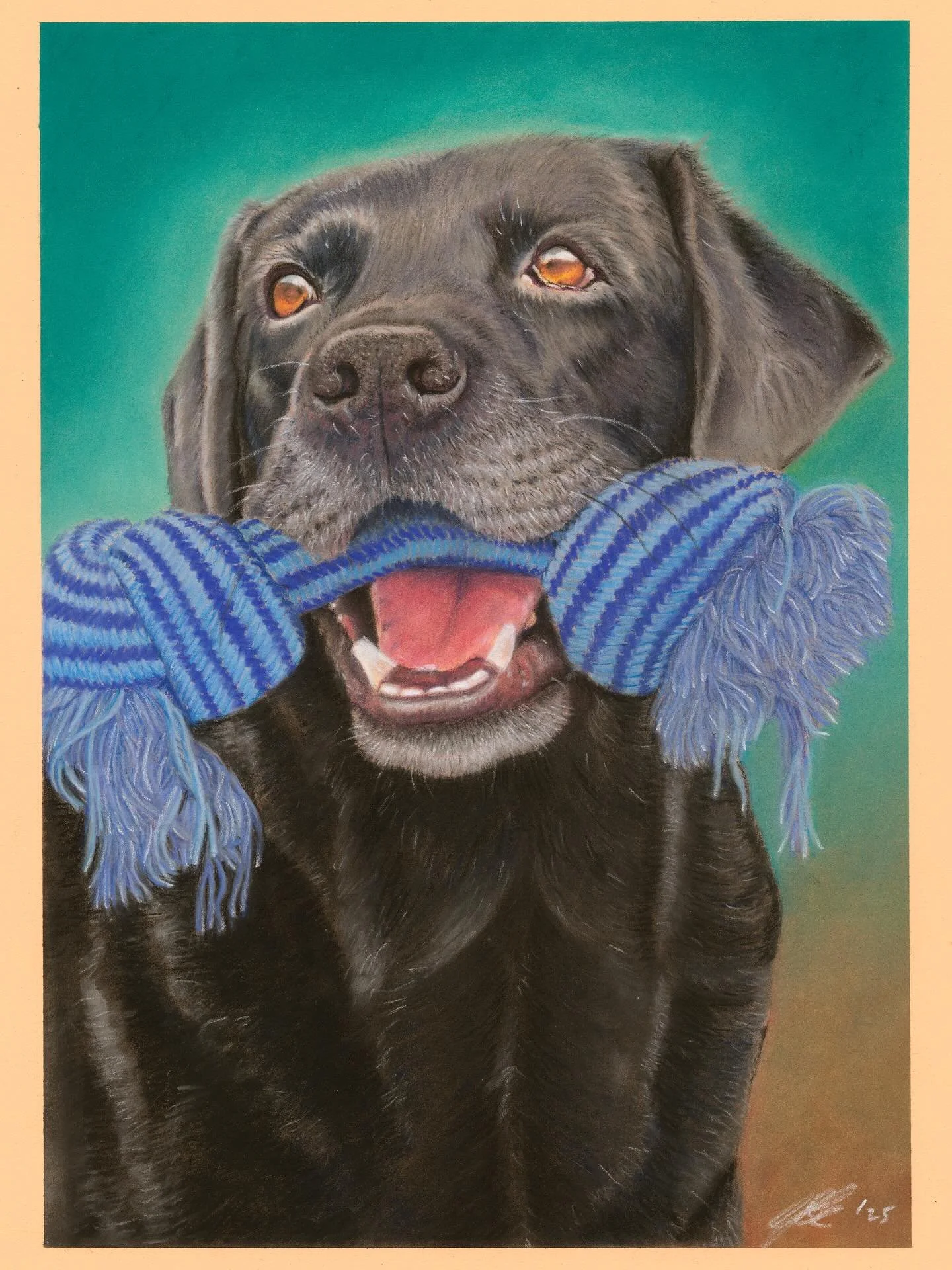 Guess what Neo&rsquo;s favourite chew toy is! Lovely black lab still acting like a puppy. A pleasure to draw while also presenting a challenge with the detail. #instagramdogs #petportraitsofinstagram #labrador #petportraitartist #petsofinstagram #lab