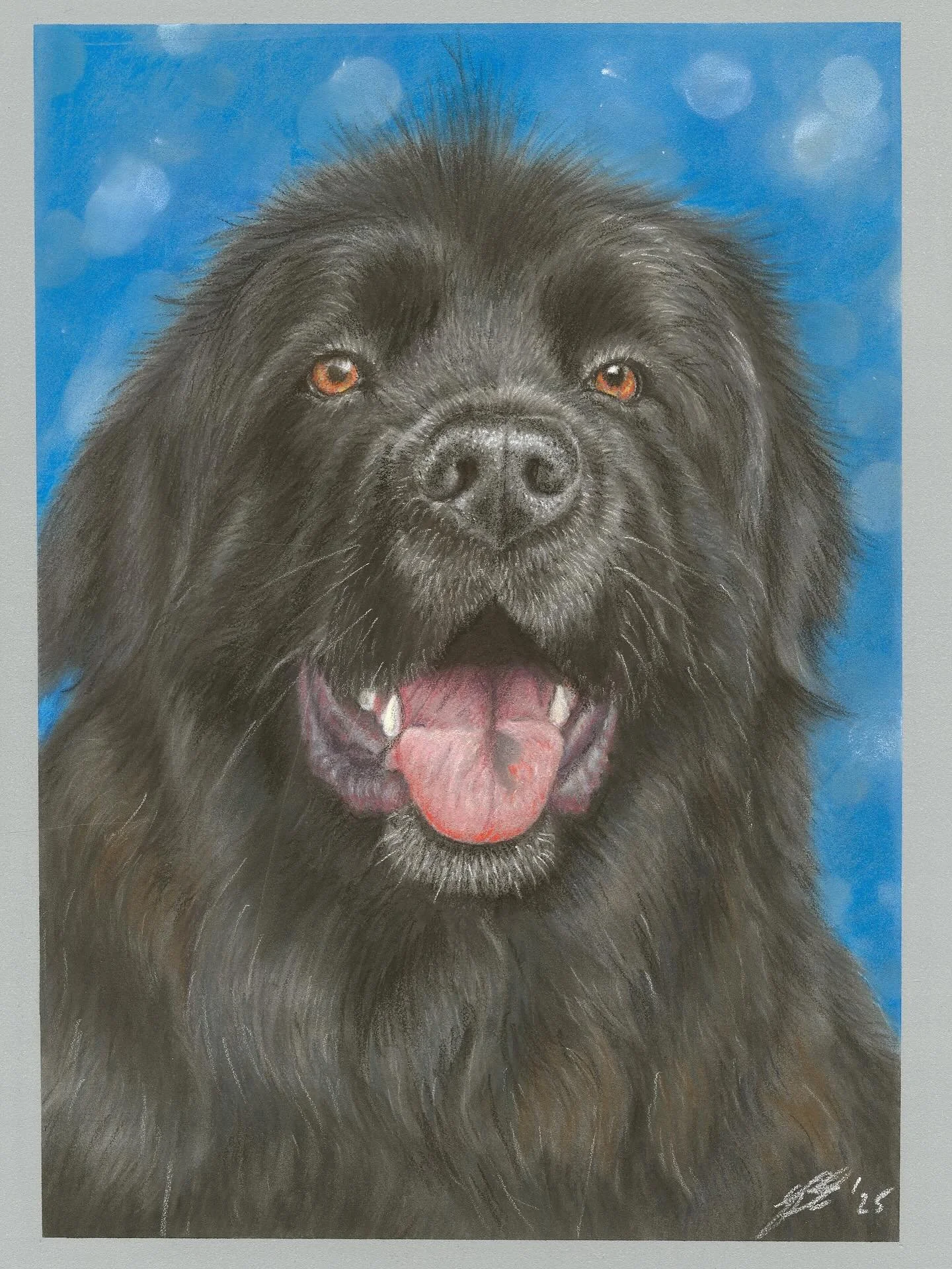 Newfoundland Study using Pitt Pastel, carbothello and Pan Pastel on Clairfontaine Pastelmat - A4 size #petsofinstagram #petportrait #newfoundlanddogsofinstagram #dogsofinstagram #newfoundlanddog