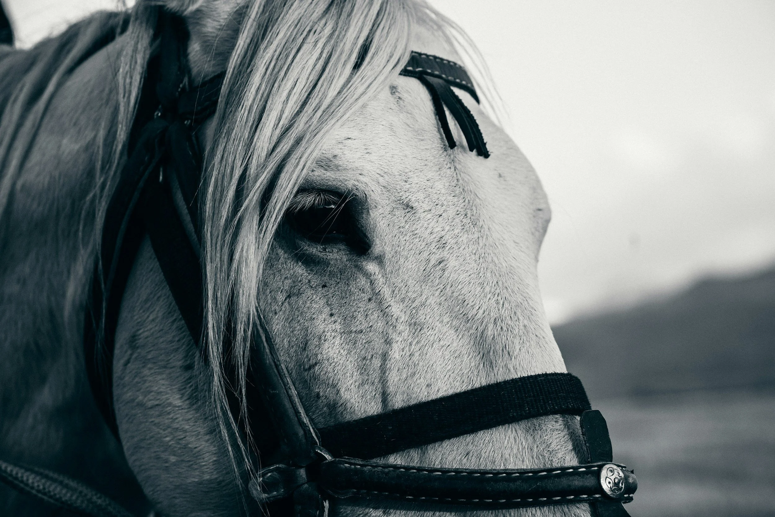 Close-up of a white horse with a black halter, and a blurred landscape in the background. Knowing and understanding the suffers we face, regardless of species.