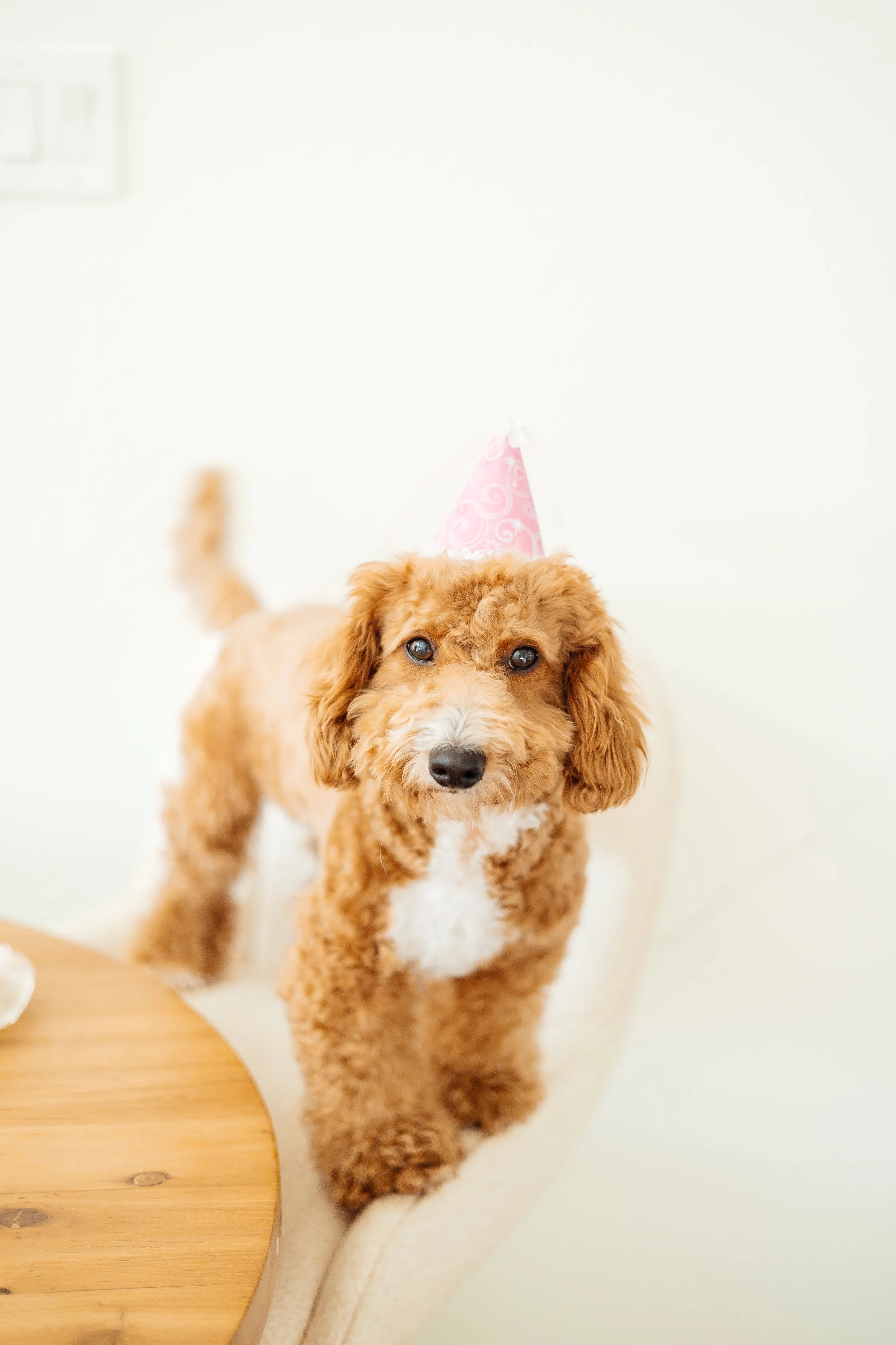 Pet portraits