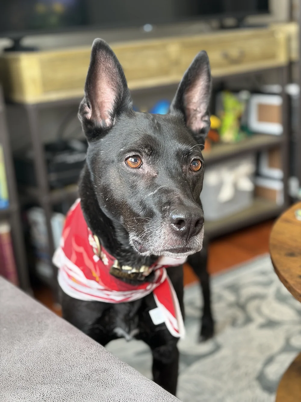 Fostering & Adopting WD4C Dogs — Working Dogs for Conservation