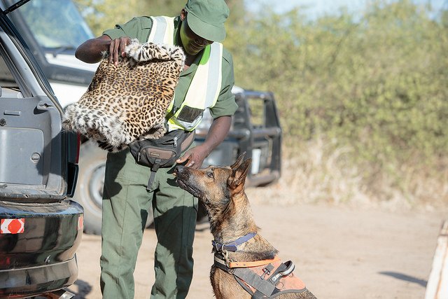 Zambia3.jpg