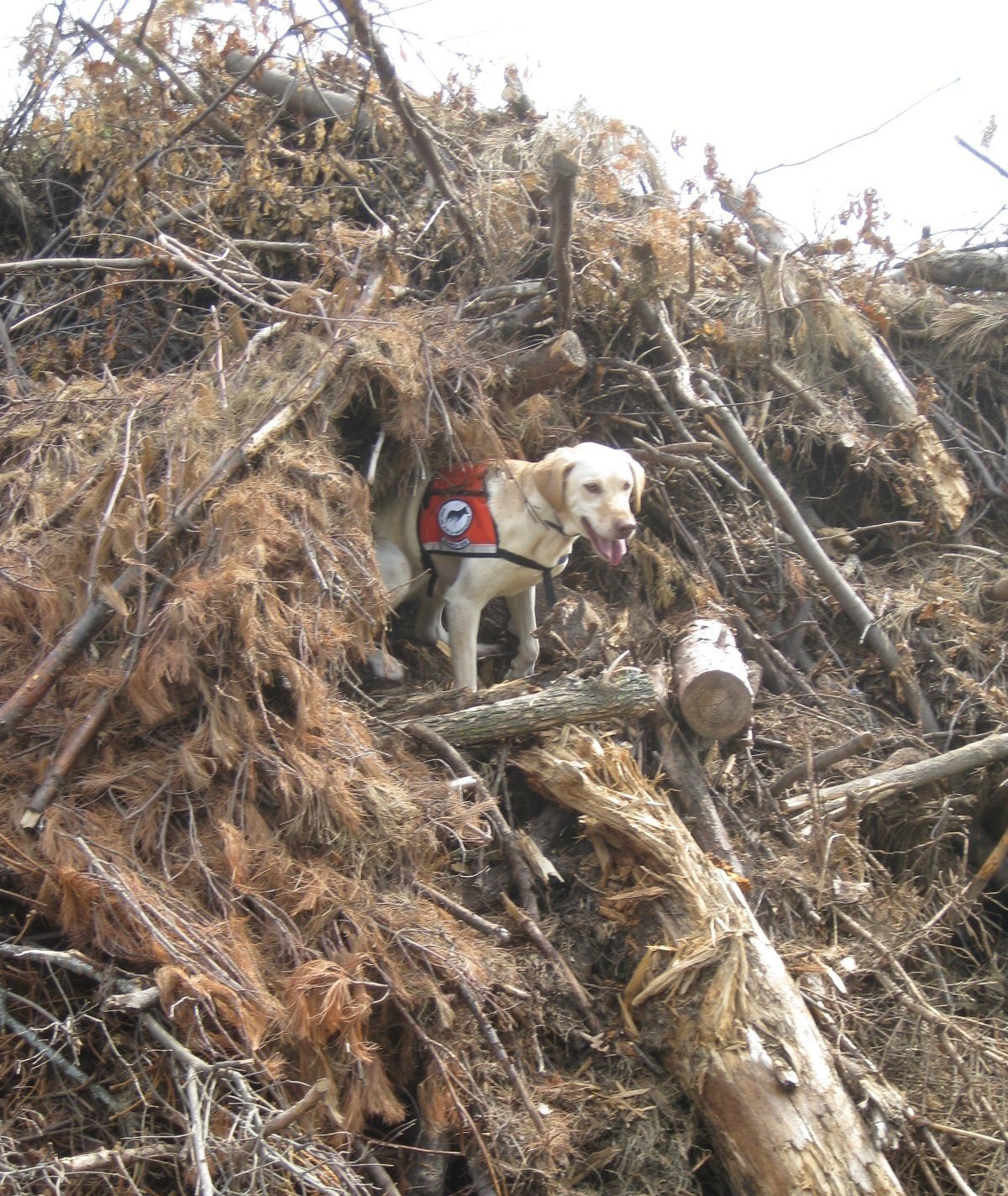 Minnesota_2012_emerald+ash+borer_training_brush+pile_Lily_alert_Katy+Longen+%2837%29.jpg