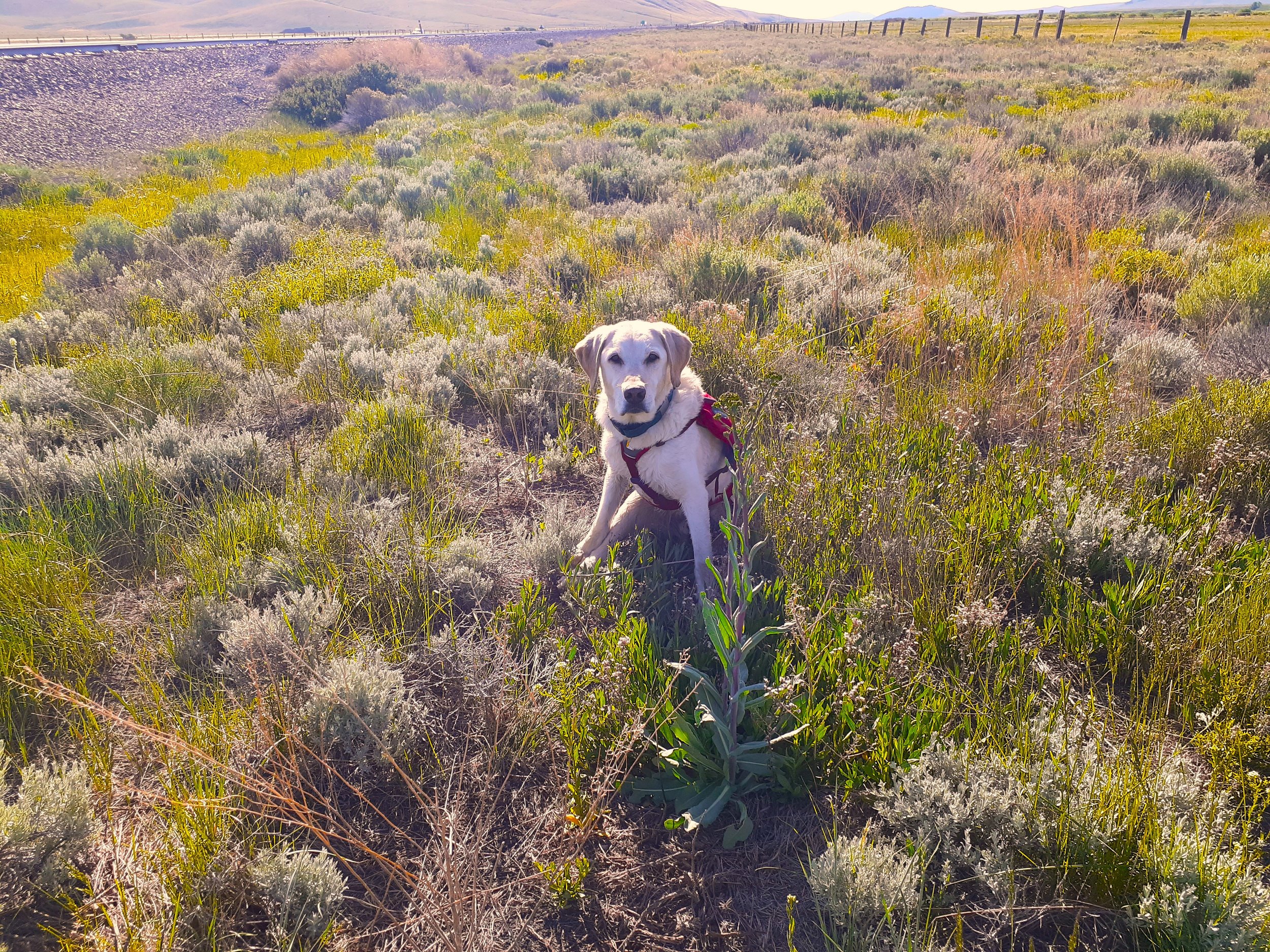 Dog Tobias on alert Dyers woad.jpg