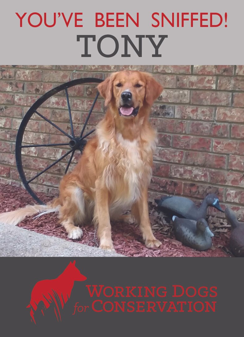 TONY TRADING CARD.jpg